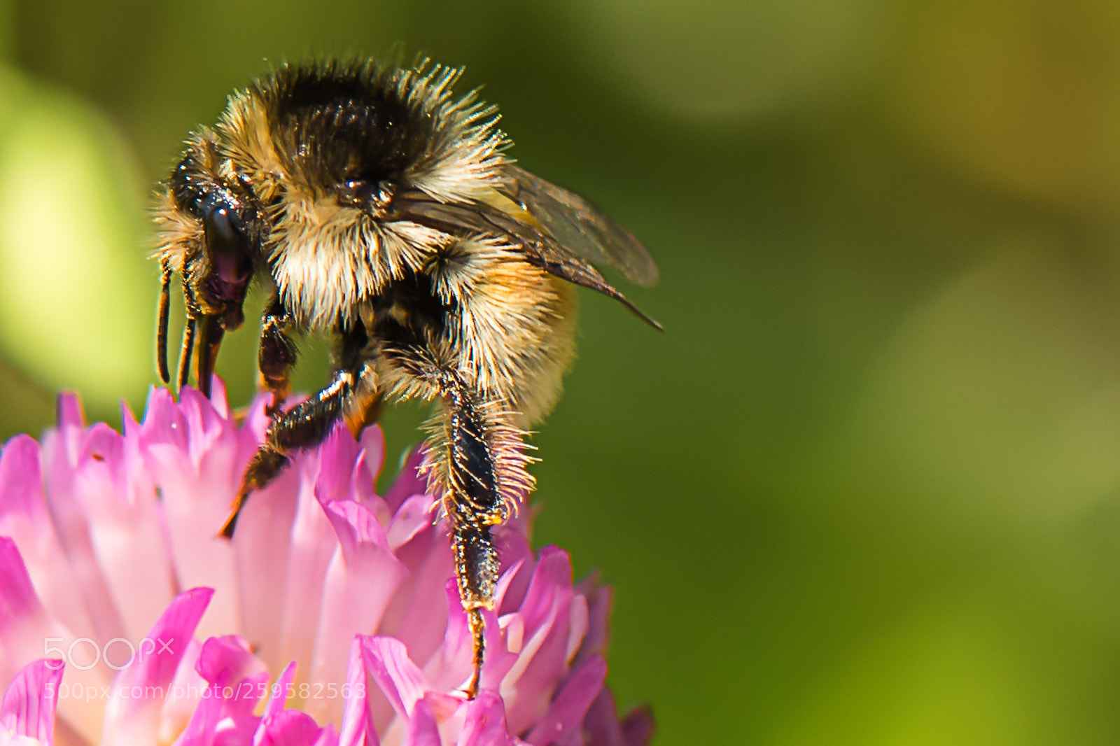 Nikon D750 sample photo. Bee photography