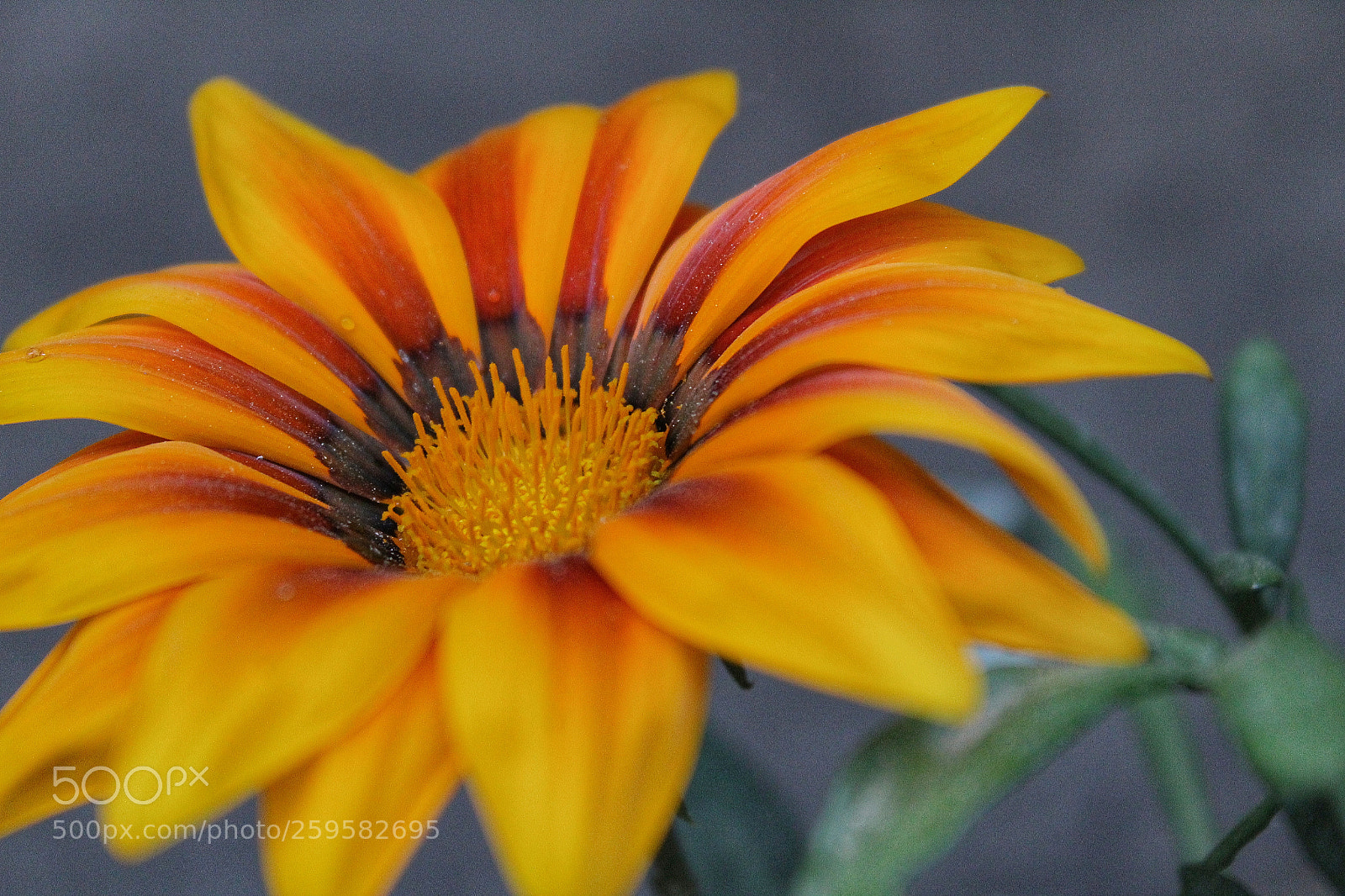 Canon EOS 1300D (EOS Rebel T6 / EOS Kiss X80) sample photo. Hot flower photography