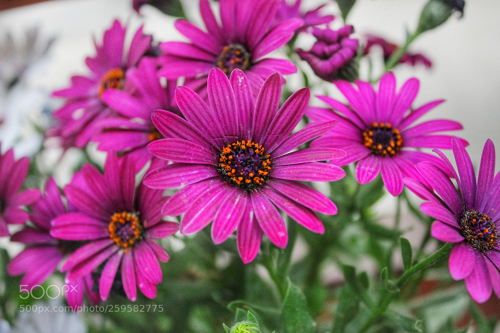 Canon EOS 1300D (EOS Rebel T6 / EOS Kiss X80) sample photo. Puple flower photography