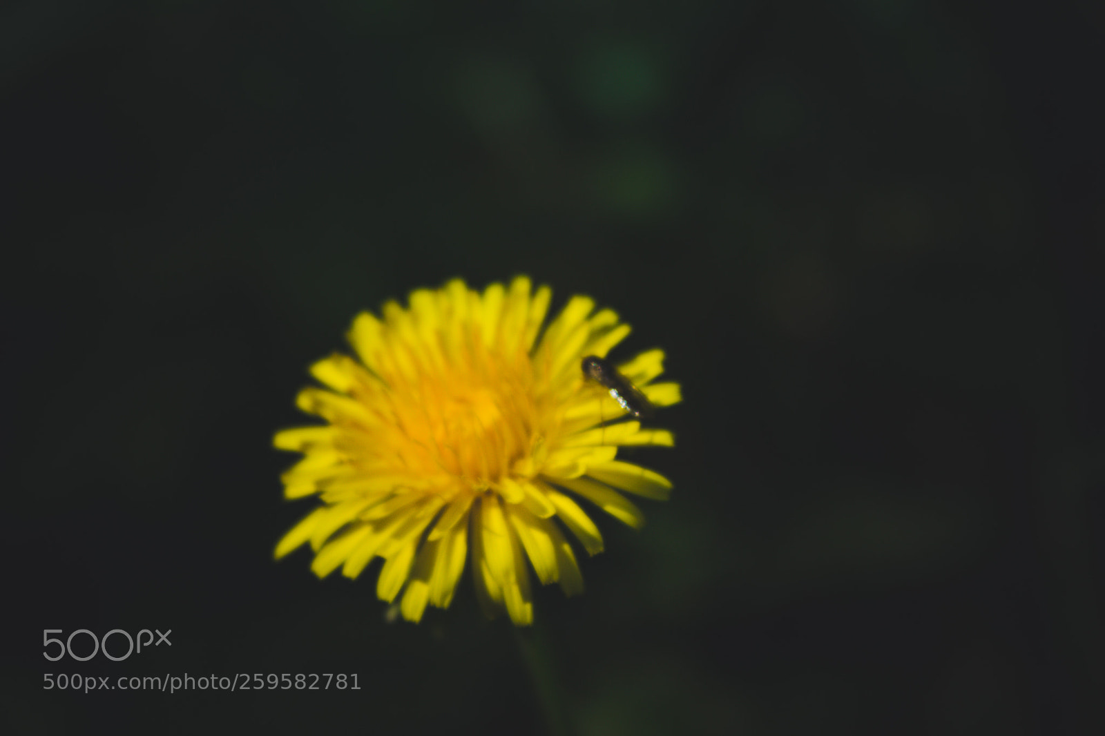 Canon EOS 600D (Rebel EOS T3i / EOS Kiss X5) sample photo. Img photography