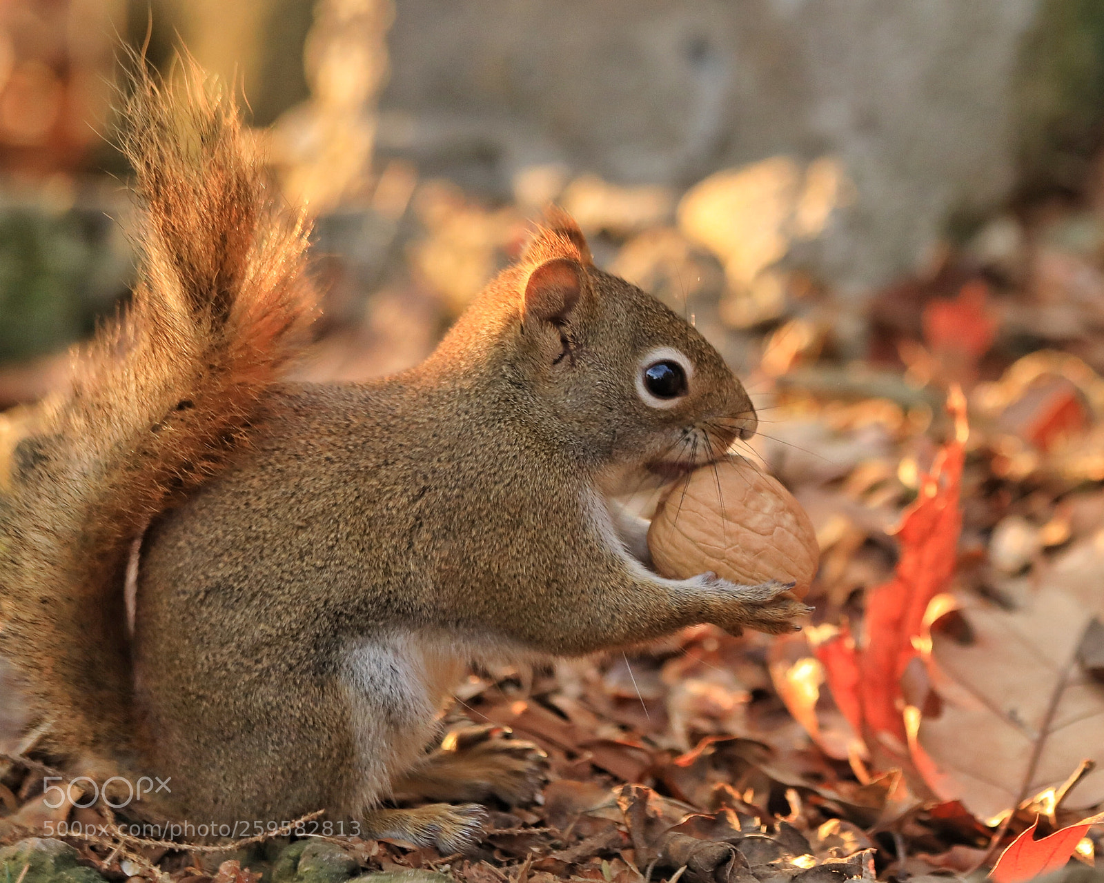 Canon EOS 5D Mark IV sample photo. Squirrel photography
