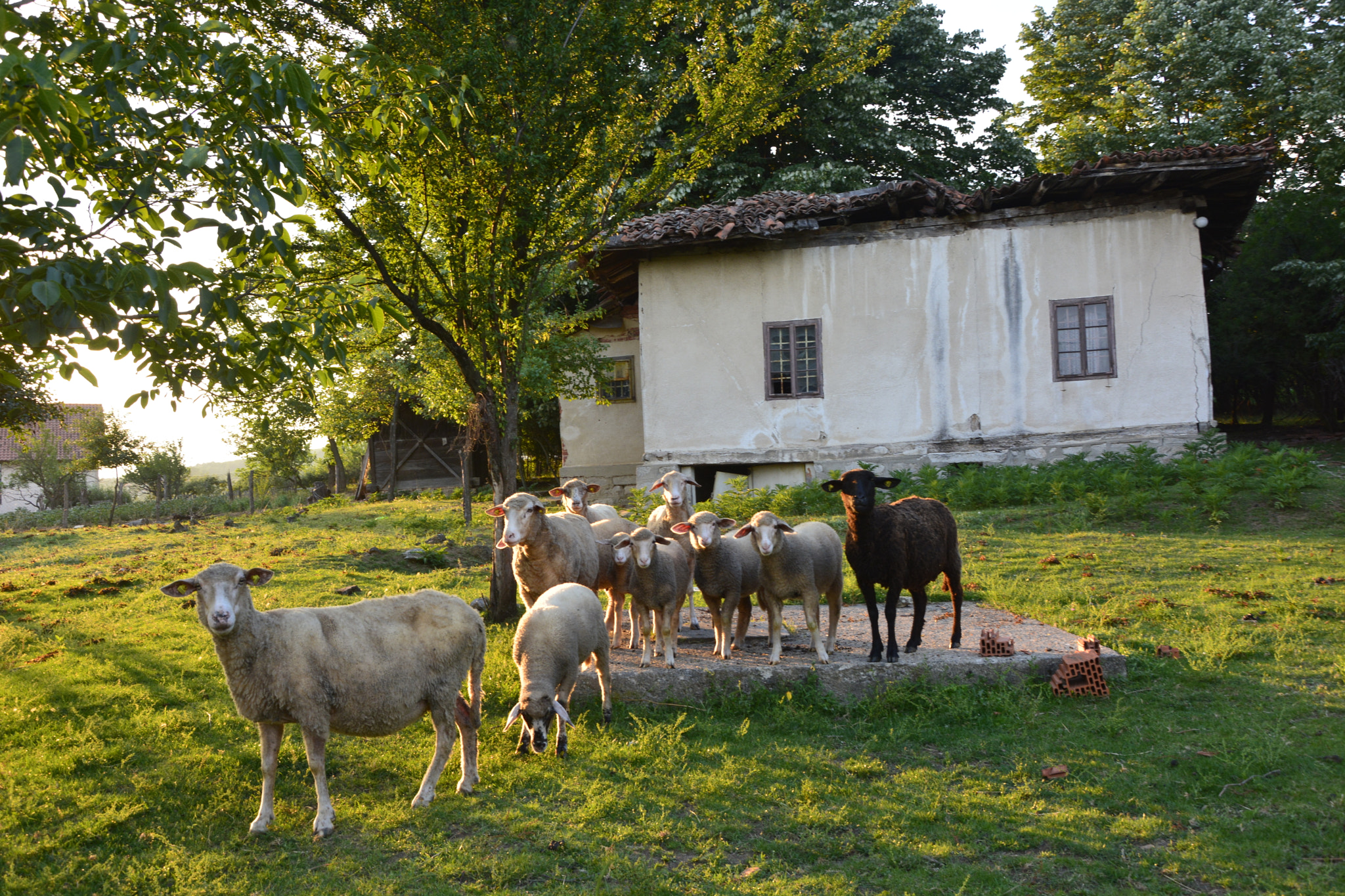 Nikon D7100 sample photo. Sheeps from the house photography
