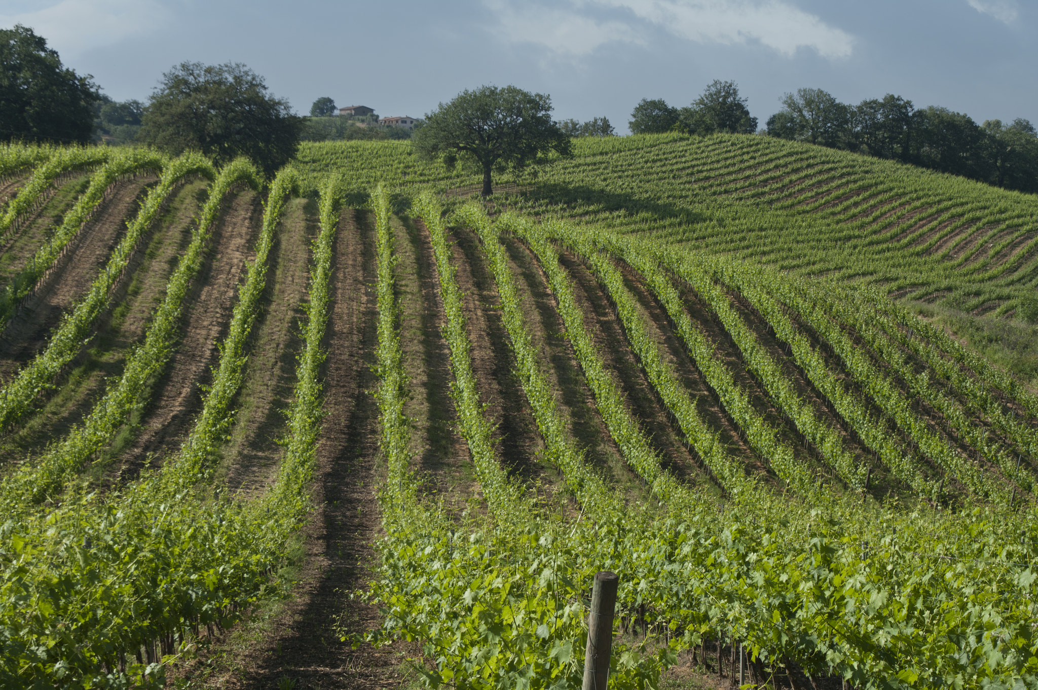 Pentax K20D sample photo. Wine geometries photography