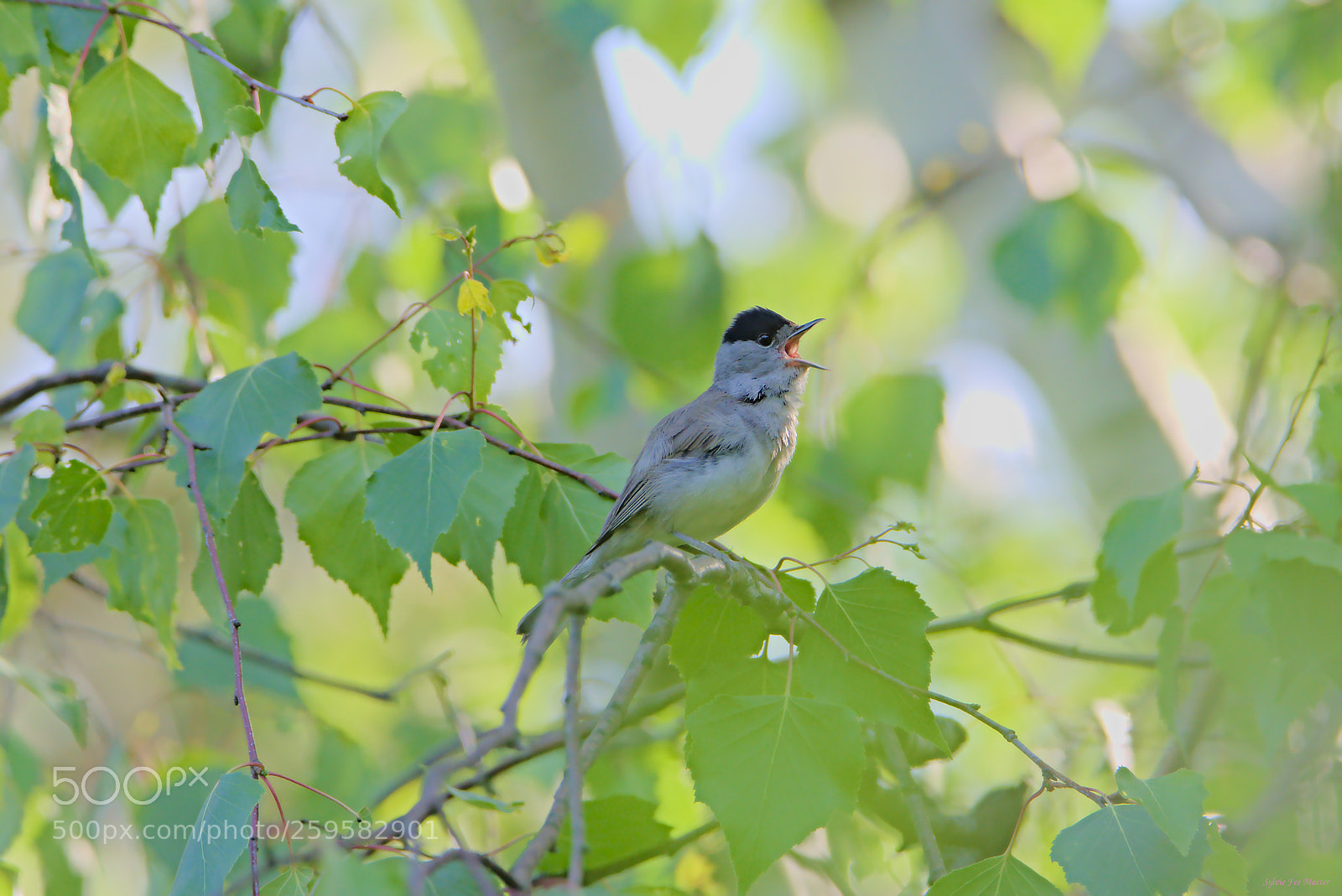 Nikon D7200 sample photo. Bard photography
