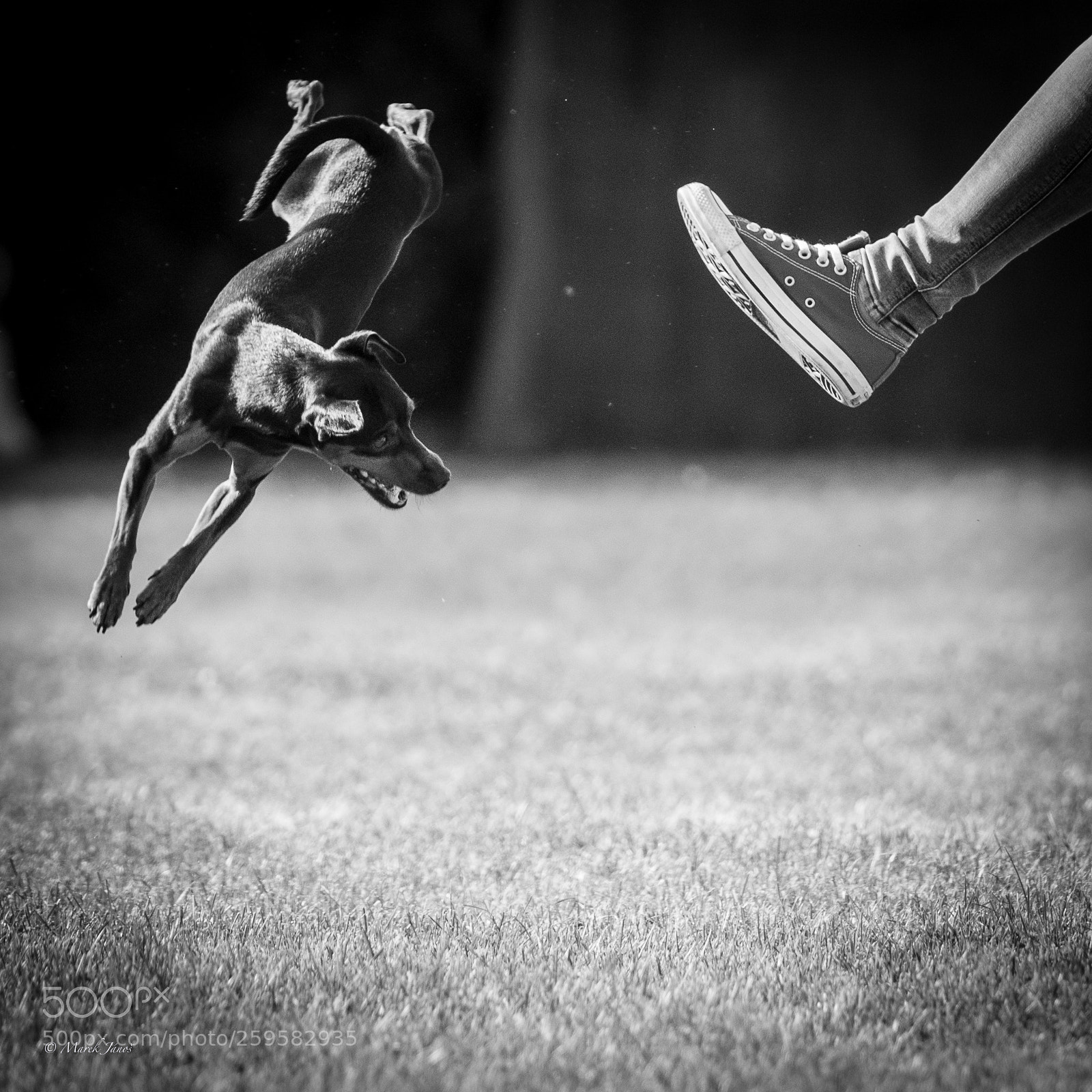 Nikon D800 sample photo. Jump around photography