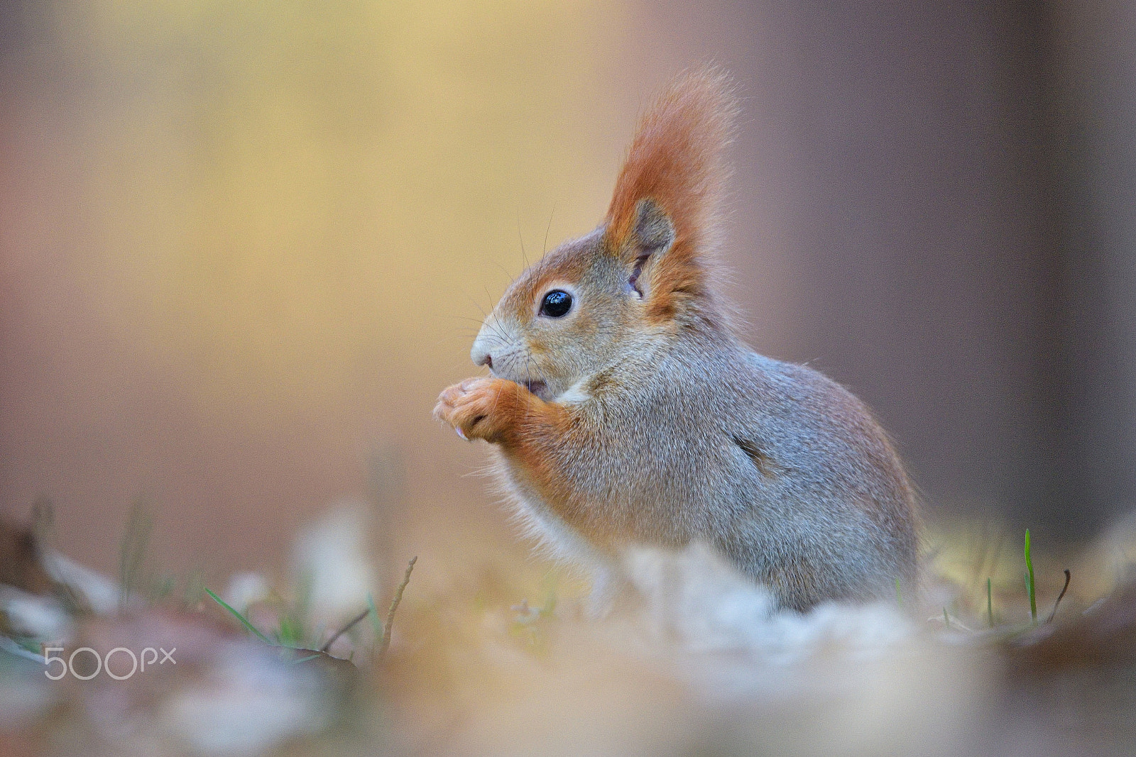 Nikon D750 + Sigma 150-600mm F5-6.3 DG OS HSM | S sample photo. Red squirrel photography
