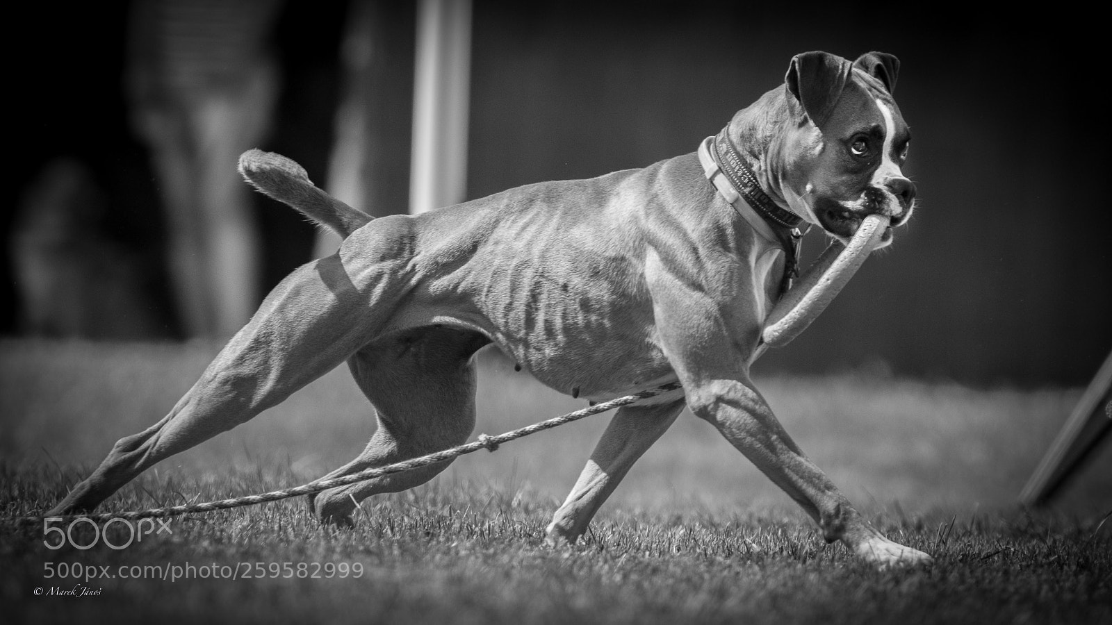 Nikon D800 sample photo. Pulling and pushing photography