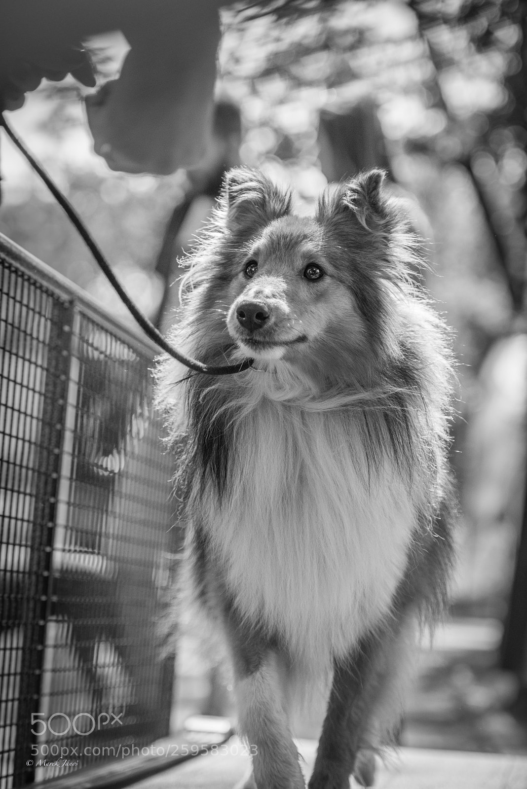 Nikon D800 sample photo. Treadmill jog photography
