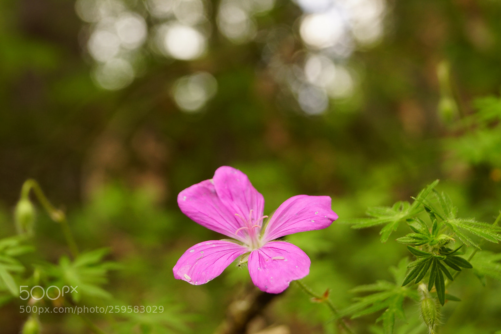 Sony SLT-A68 sample photo. Pretty flower photography