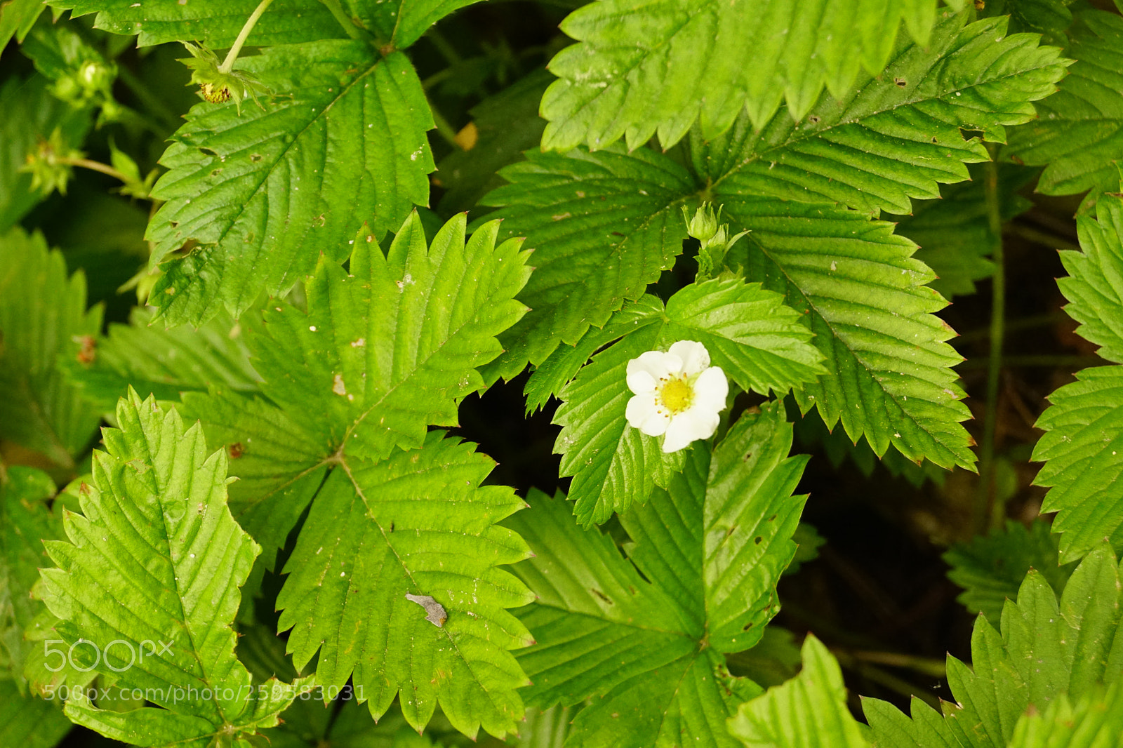 Sony SLT-A68 sample photo. "strawberries  fields forever" photography