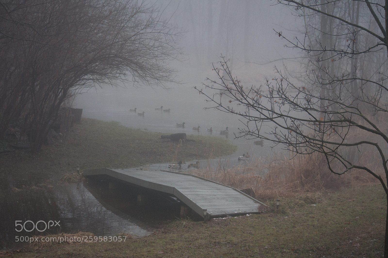 Nikon D90 sample photo. Foggy duck morning (1) photography
