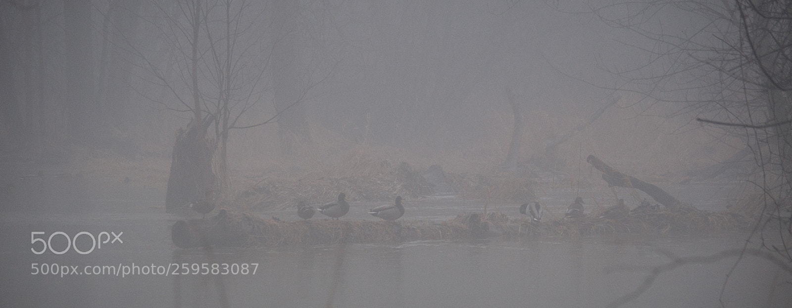 Nikon D90 sample photo. Foggy duck morning (2) photography