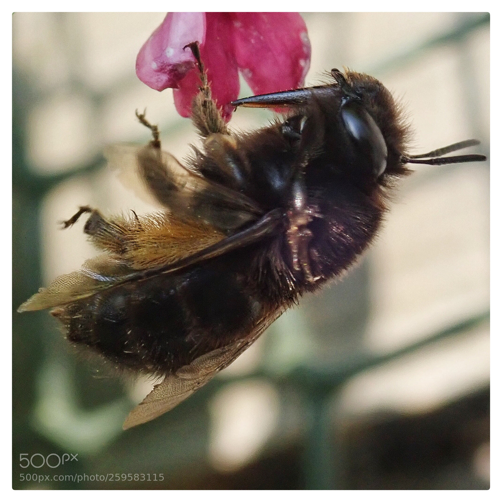 Olympus TG-5 sample photo. Bee photography