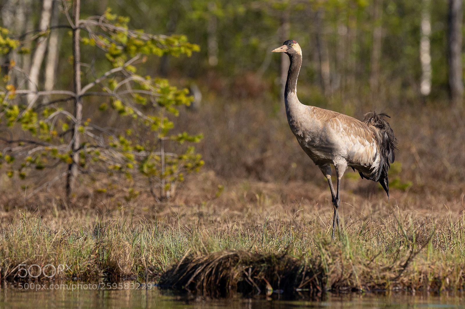 Canon EOS 7D Mark II sample photo. Kranich am seeufer photography