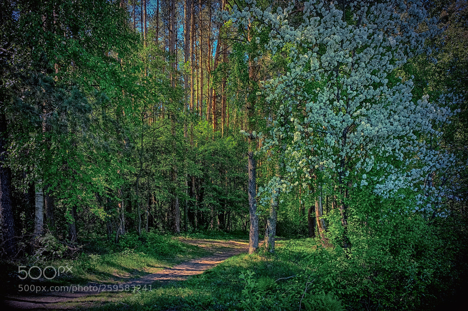 Fujifilm X-T20 sample photo. May forest.Майский лес. photography