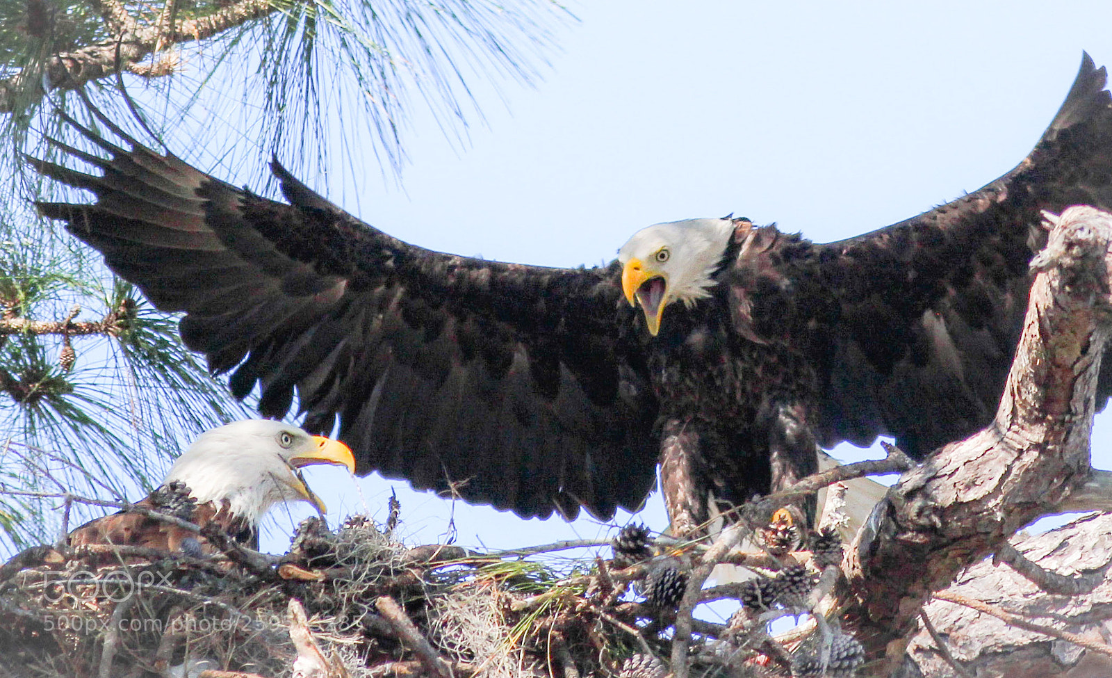Canon EOS 600D (Rebel EOS T3i / EOS Kiss X5) sample photo. Eagles florida usa photography