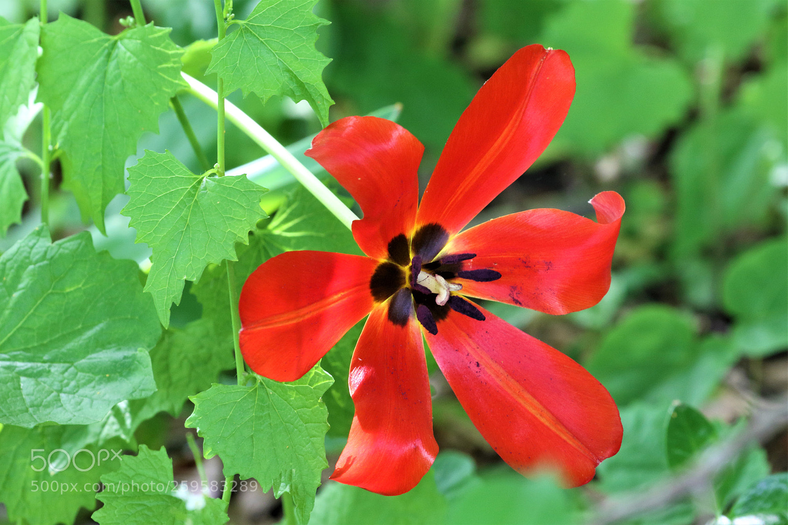 Canon EOS 7D Mark II sample photo. Tulip close-up photography