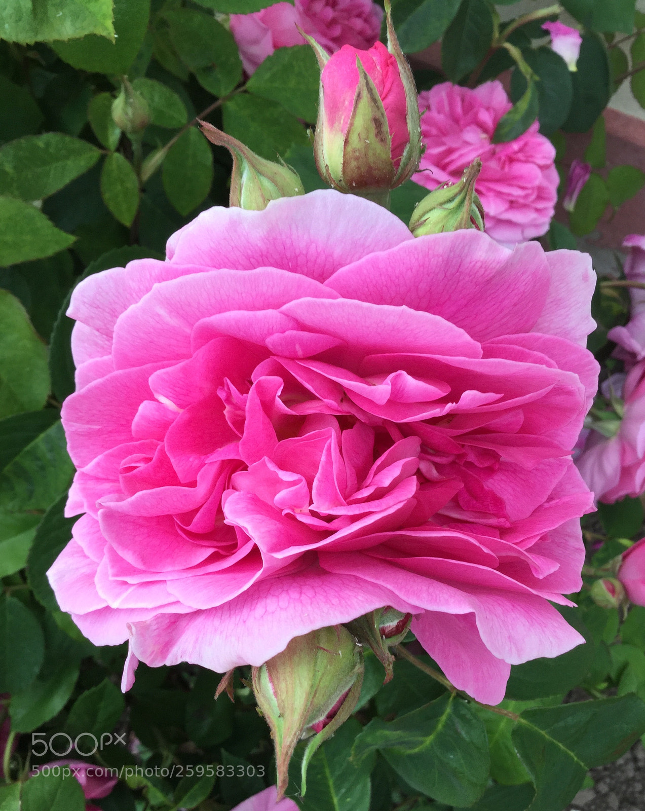 Apple iPod touch sample photo. More gertrude jekyll photography