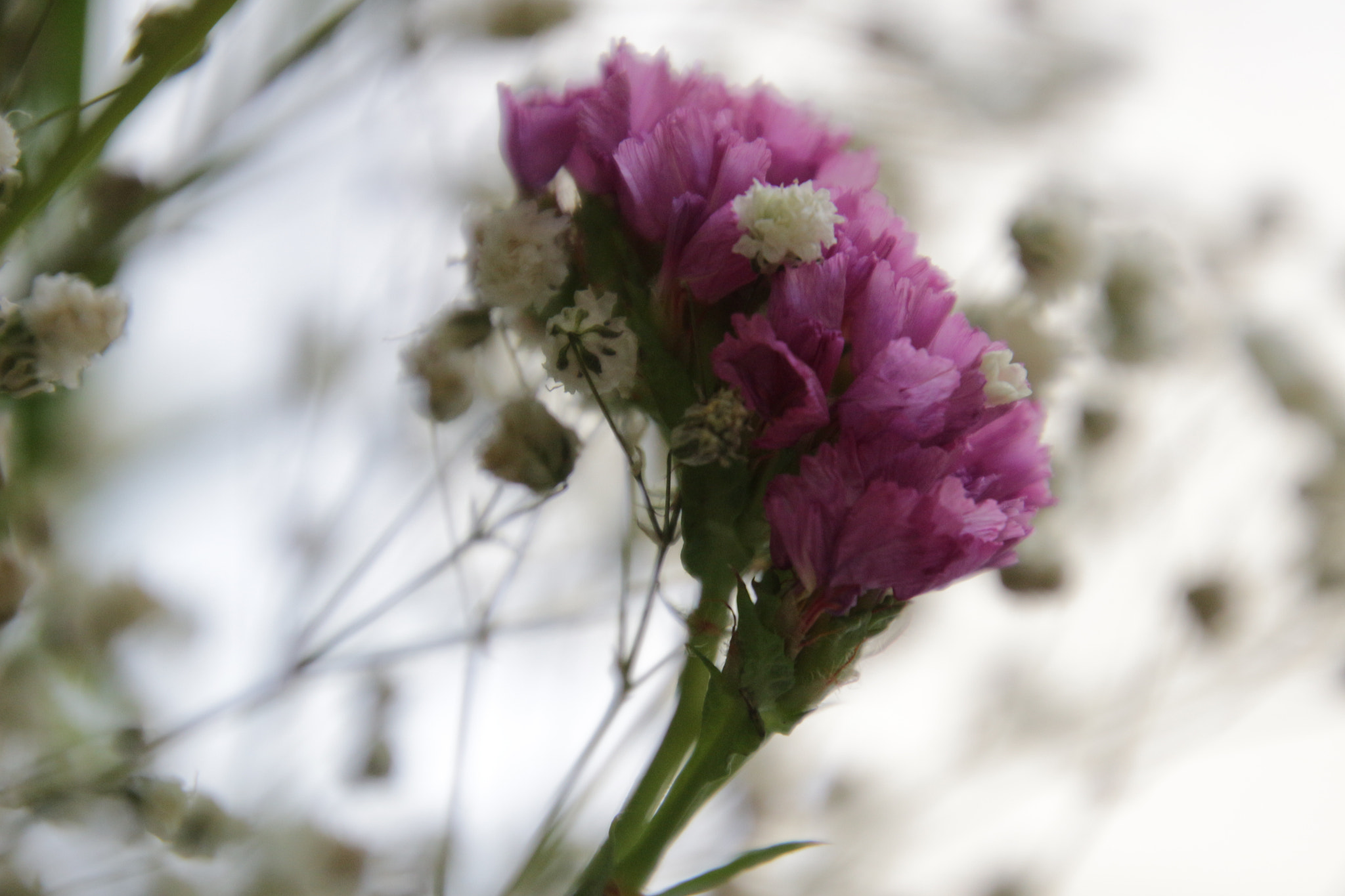 Canon EOS 100D (EOS Rebel SL1 / EOS Kiss X7) sample photo. Pembe cennet 3 photography