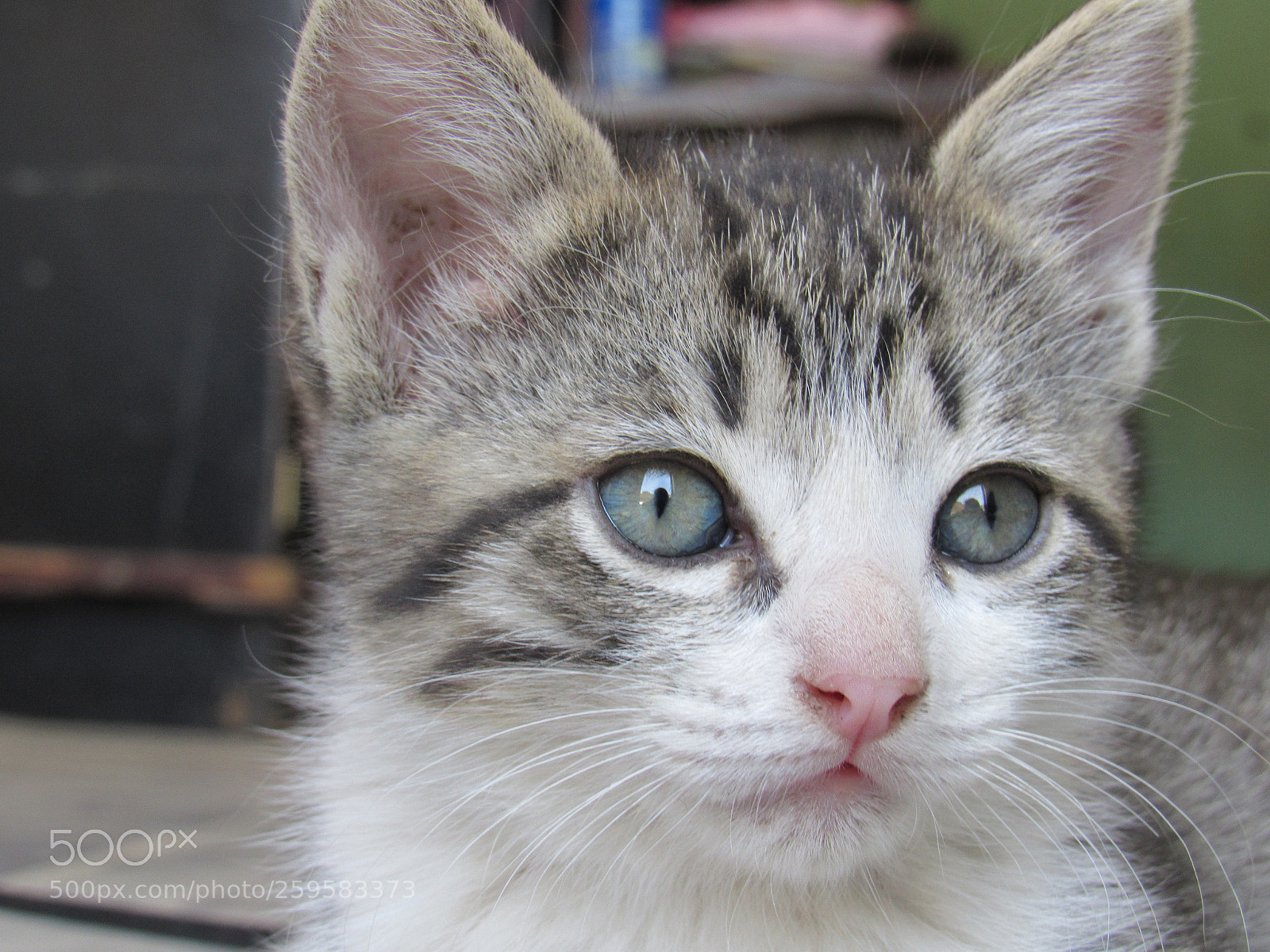Canon PowerShot SX530 HS sample photo. Gatita photography