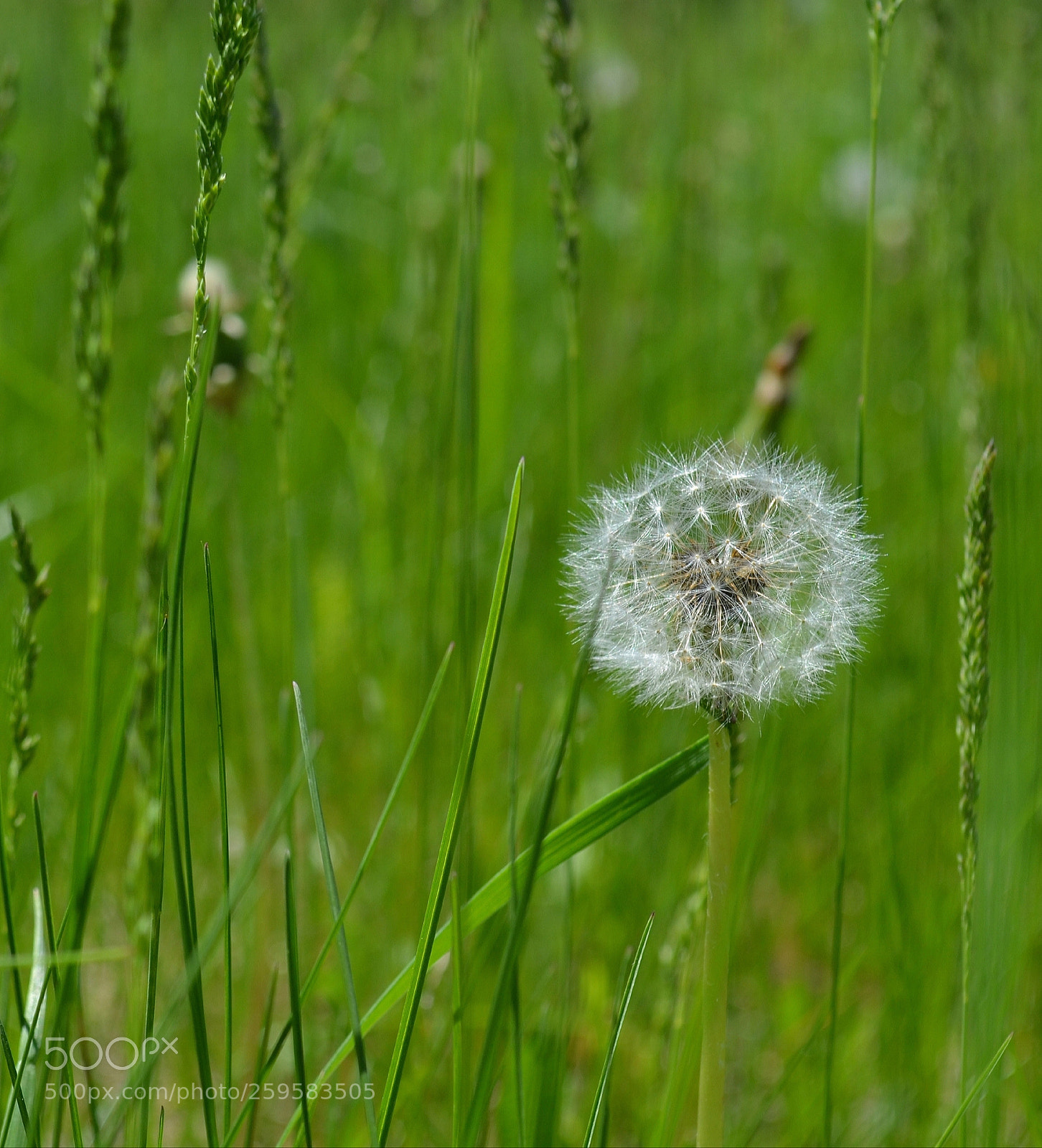 Nikon D3100 sample photo. Field of "wishes" photography