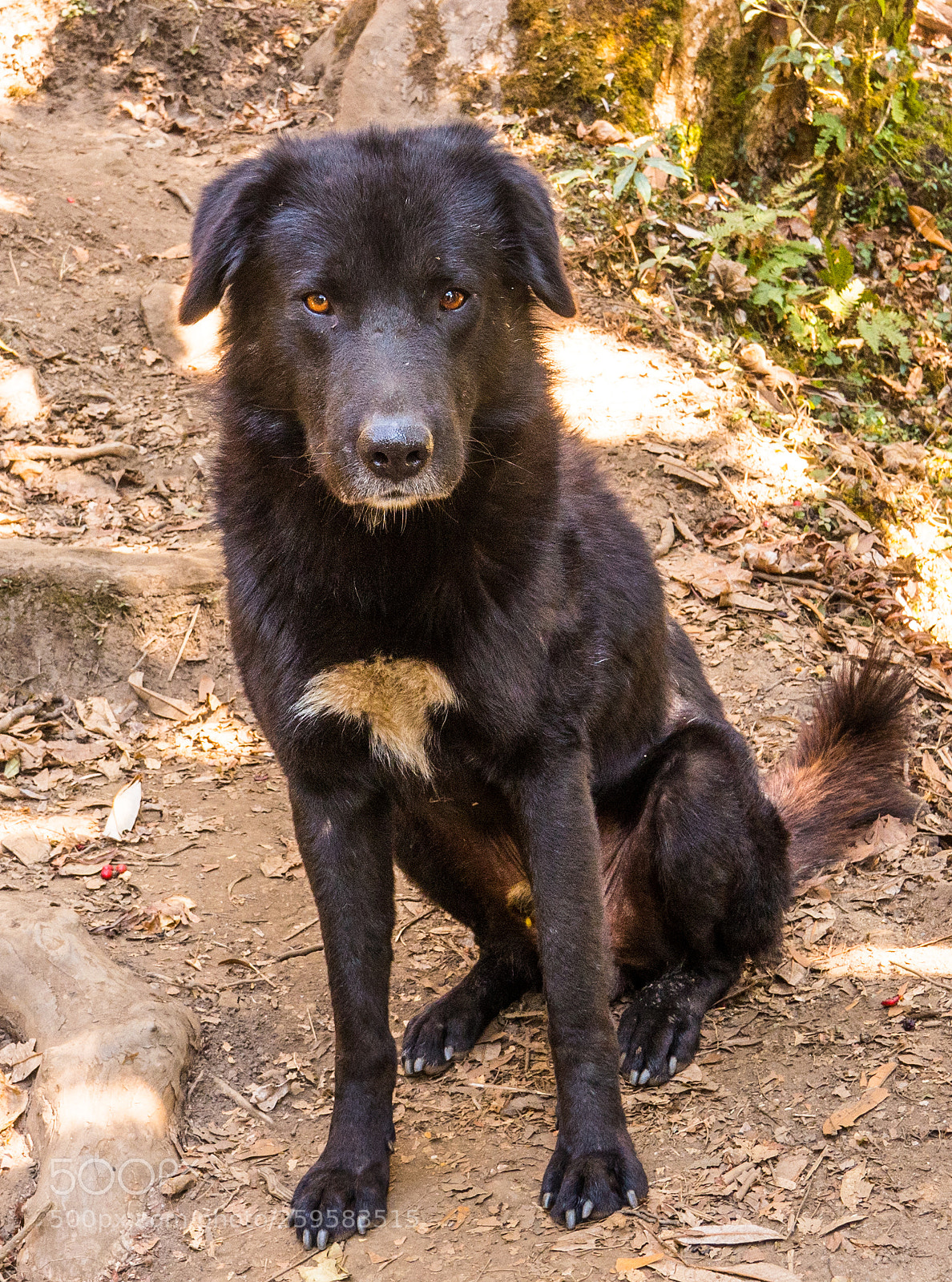Olympus OM-D E-M5 II sample photo. The mountain dog of photography