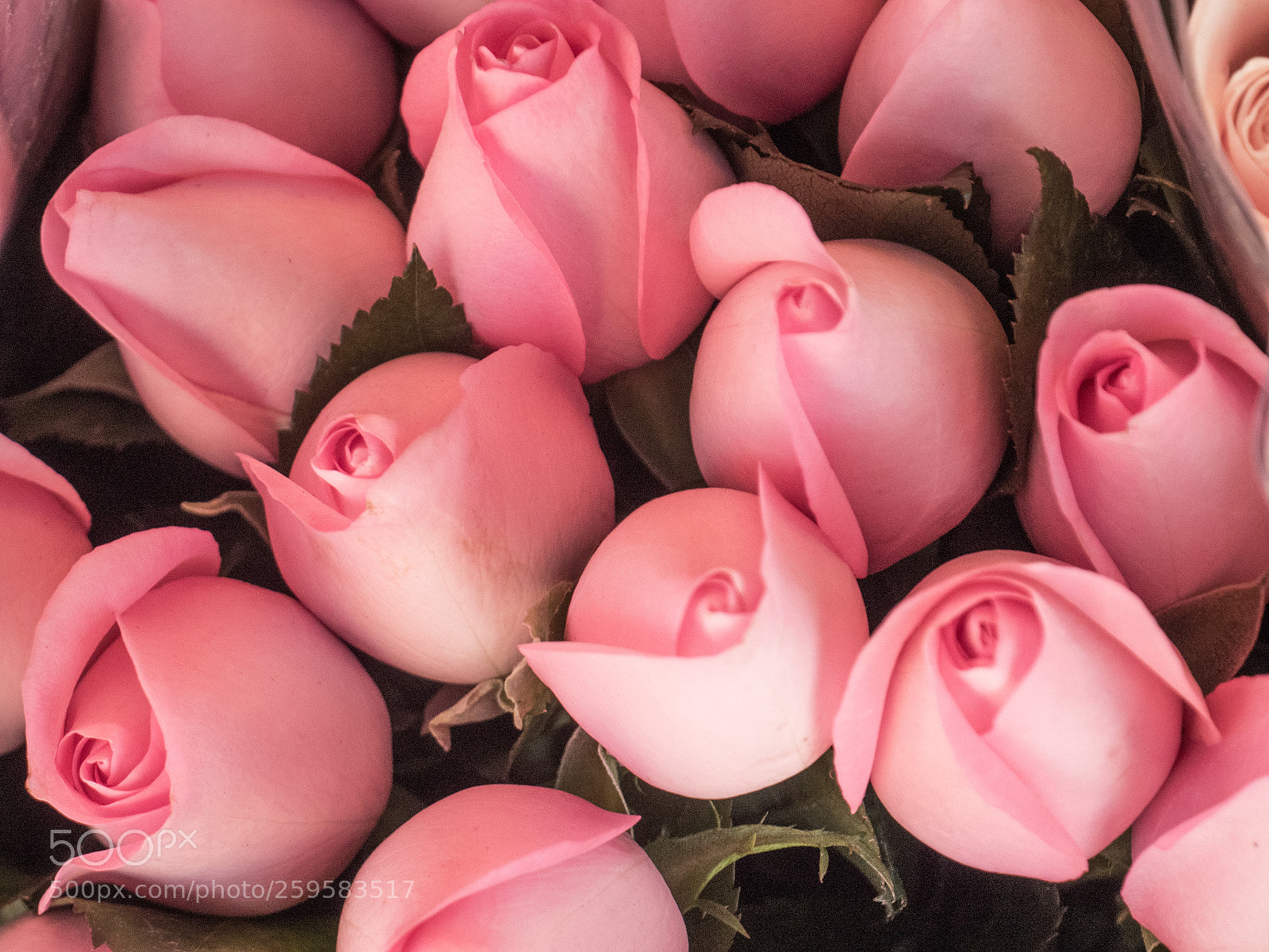 Olympus OM-D E-M5 II sample photo. Soft pink roses photography