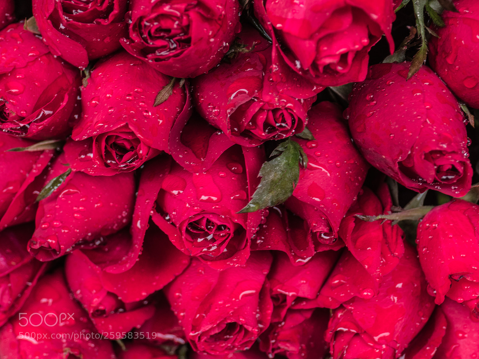Olympus OM-D E-M5 II sample photo. Wet red roses photography