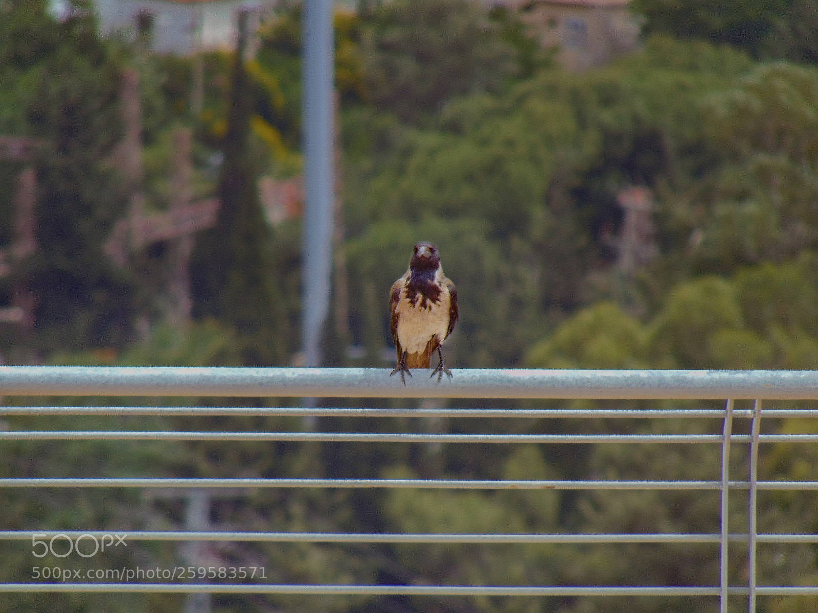 Sony Cyber-shot DSC-H300 sample photo. Bird photography