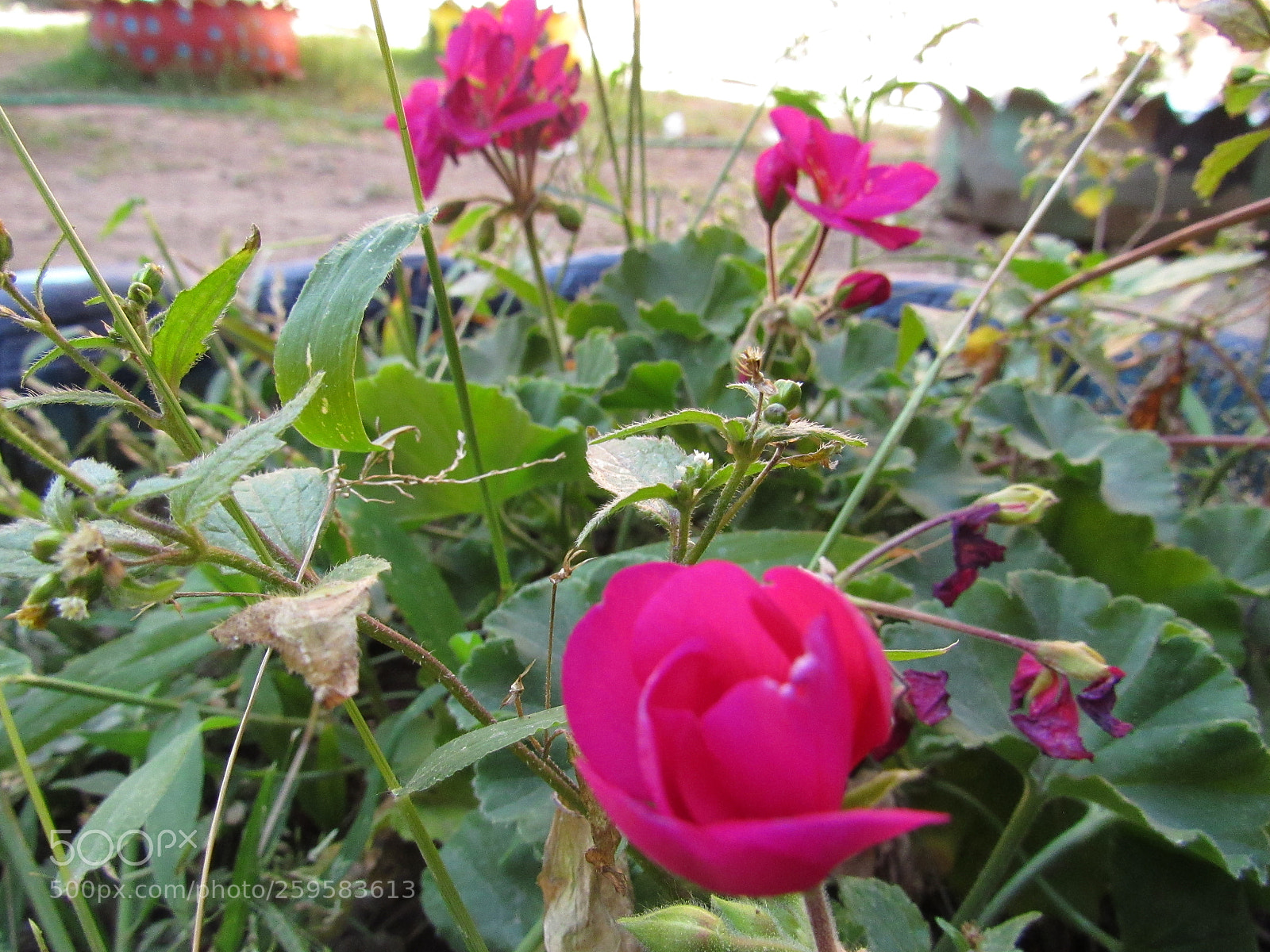 Canon PowerShot SX530 HS sample photo. Desenfoque photography