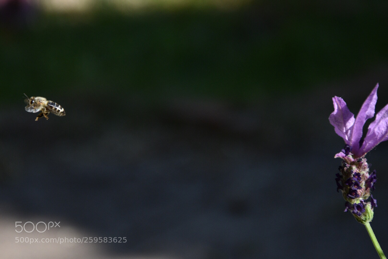 Nikon D7200 sample photo. Comming home photography