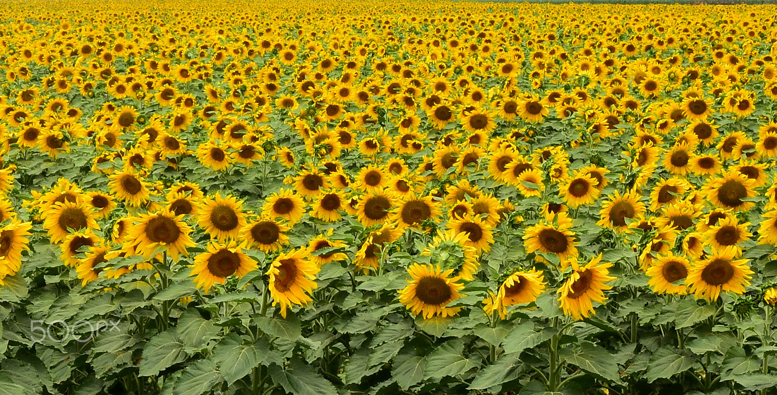 Nikon D7200 sample photo