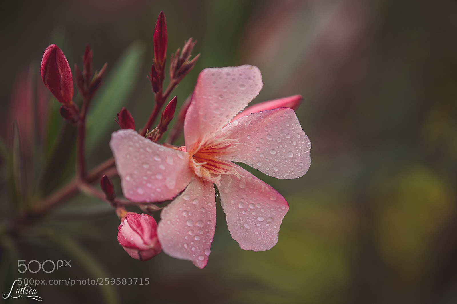 Canon EOS 7D Mark II sample photo. Oleander in the rain photography