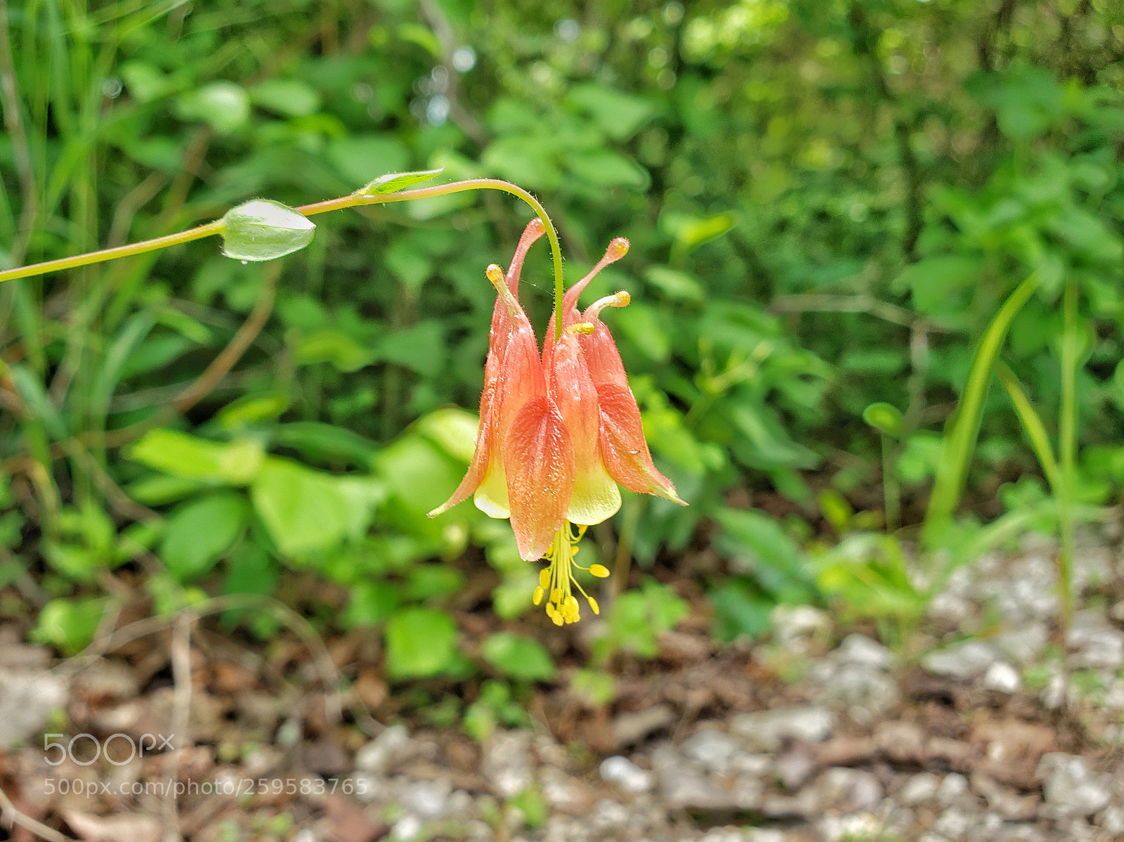 Samsung Galaxy S9 sample photo. Hanging missouri flower photography