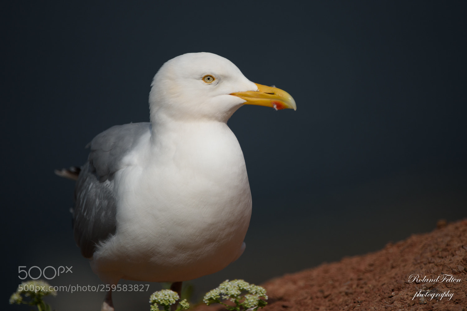 Nikon D810 sample photo. Proud gull photography