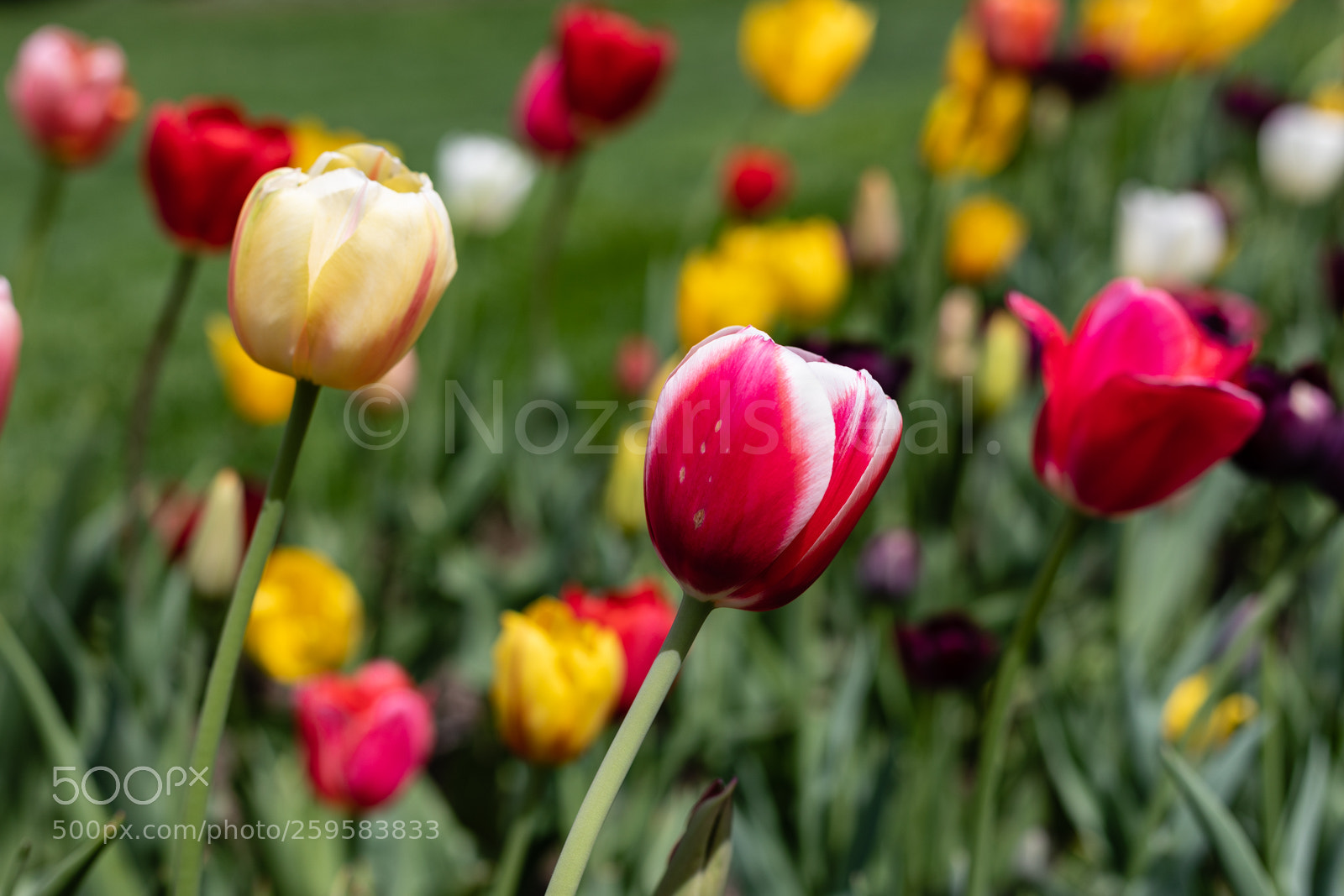 Canon EOS 5D Mark IV sample photo. Tulips i photography