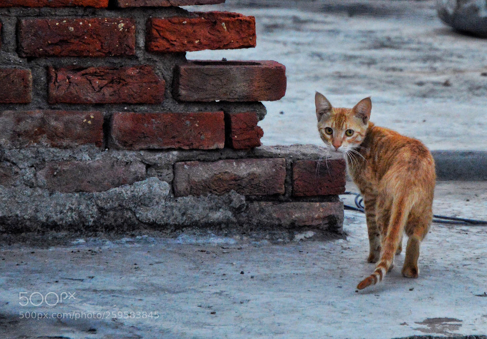 Nikon D3200 sample photo. Untitled photography