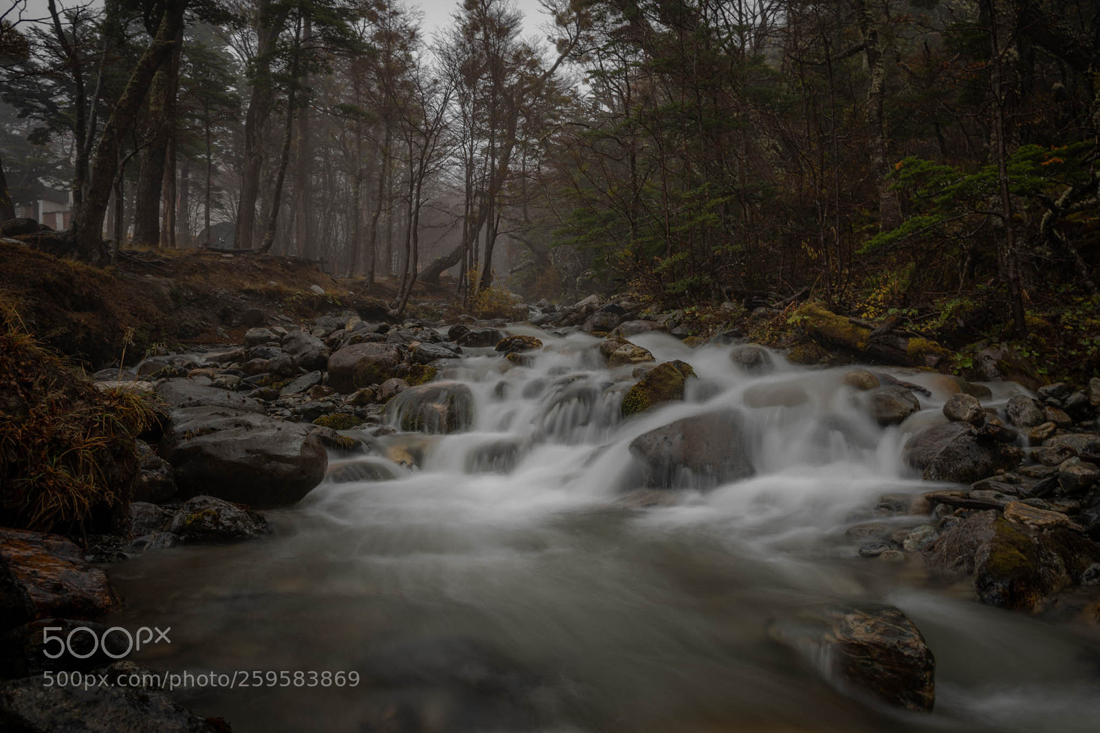 Nikon D7500 sample photo. Entre niebla photography