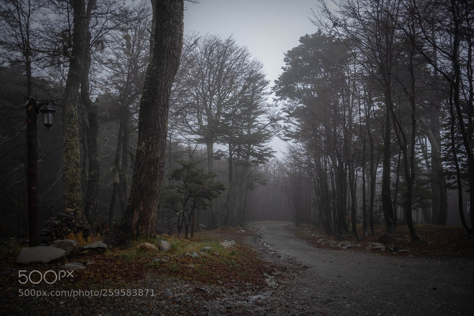 Nikon D7500 sample photo. Entre niebla photography