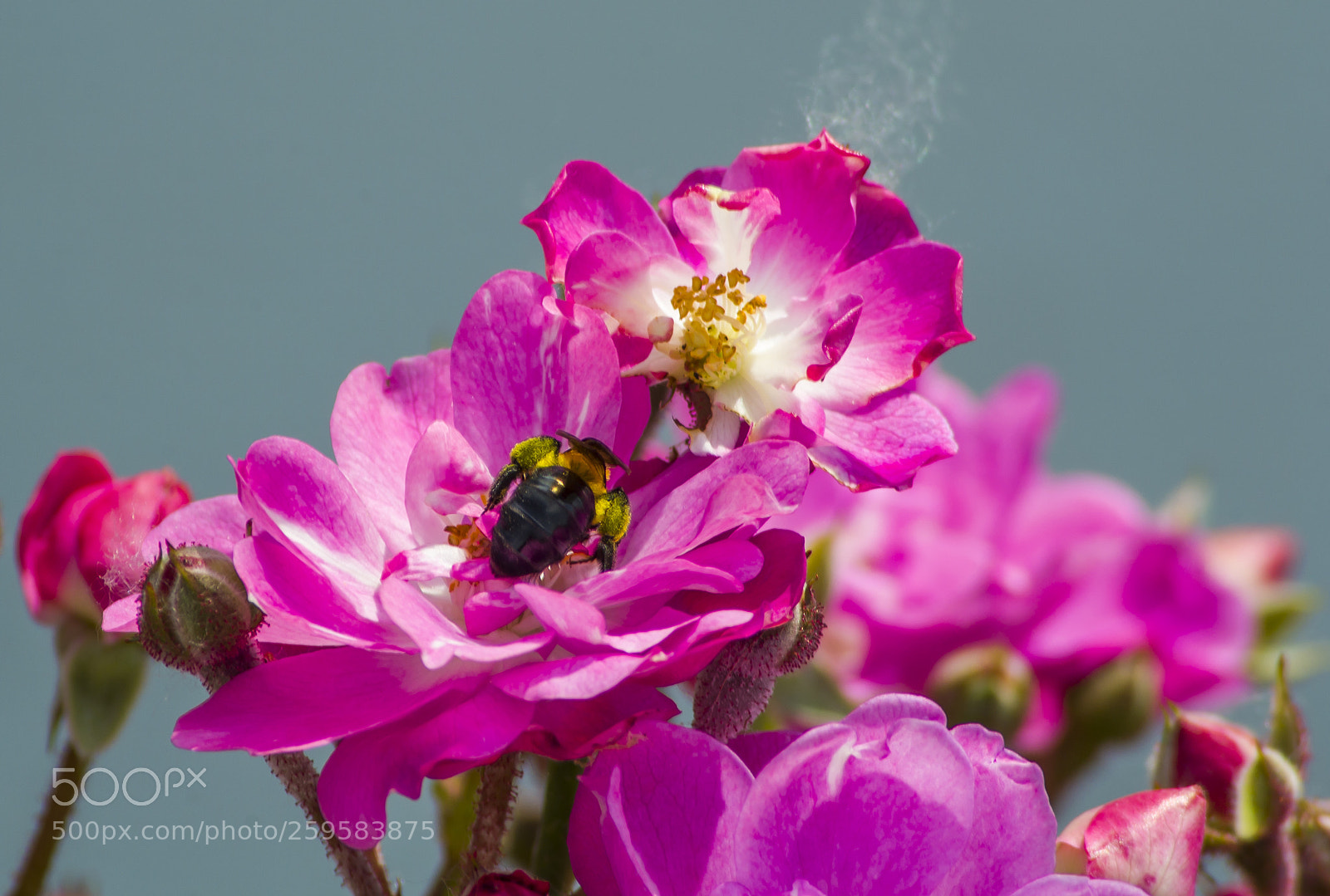 Nikon D3100 sample photo. Hard work.....kem ny munka photography