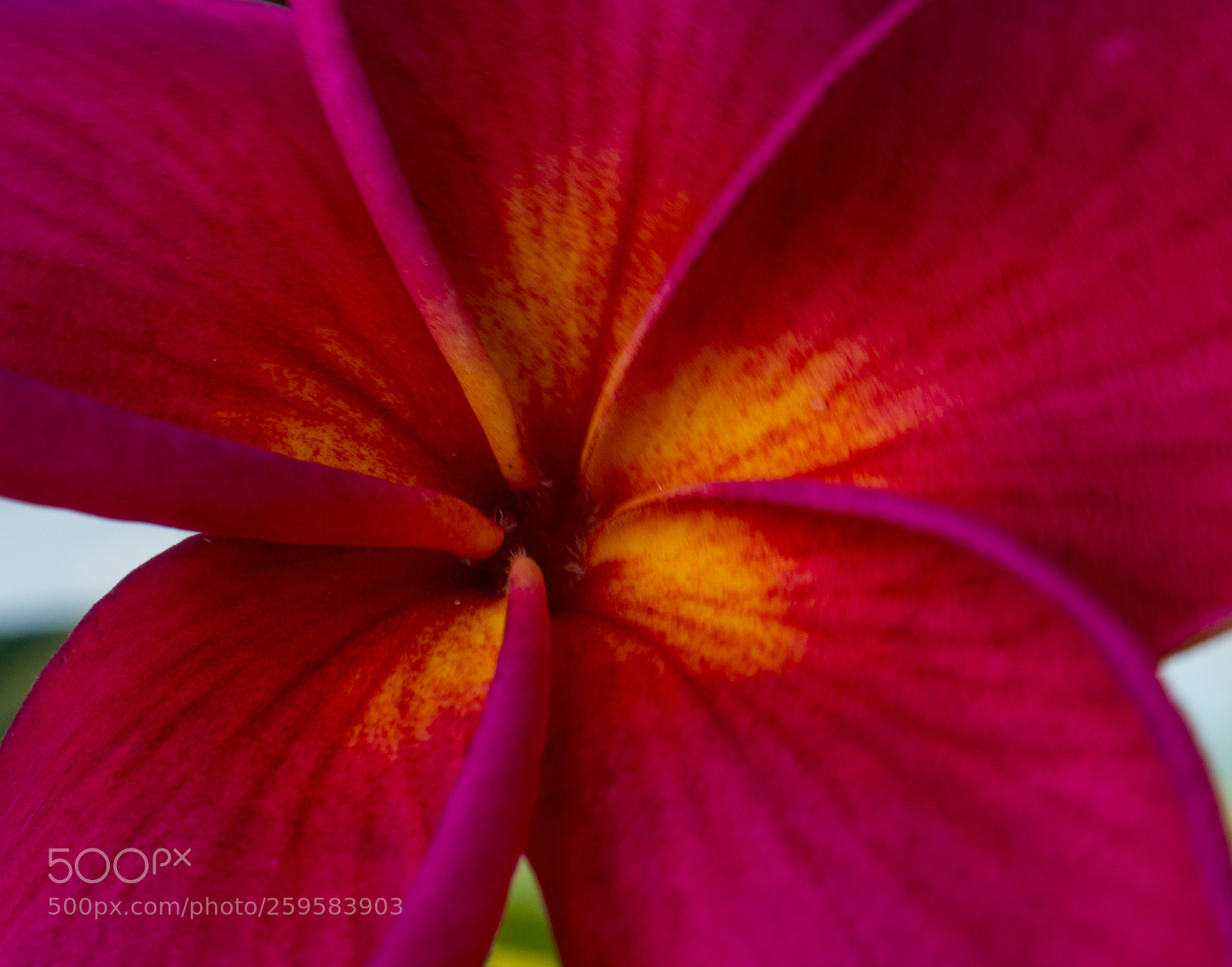 Olympus OM-D E-M10 sample photo. Plumeria photography