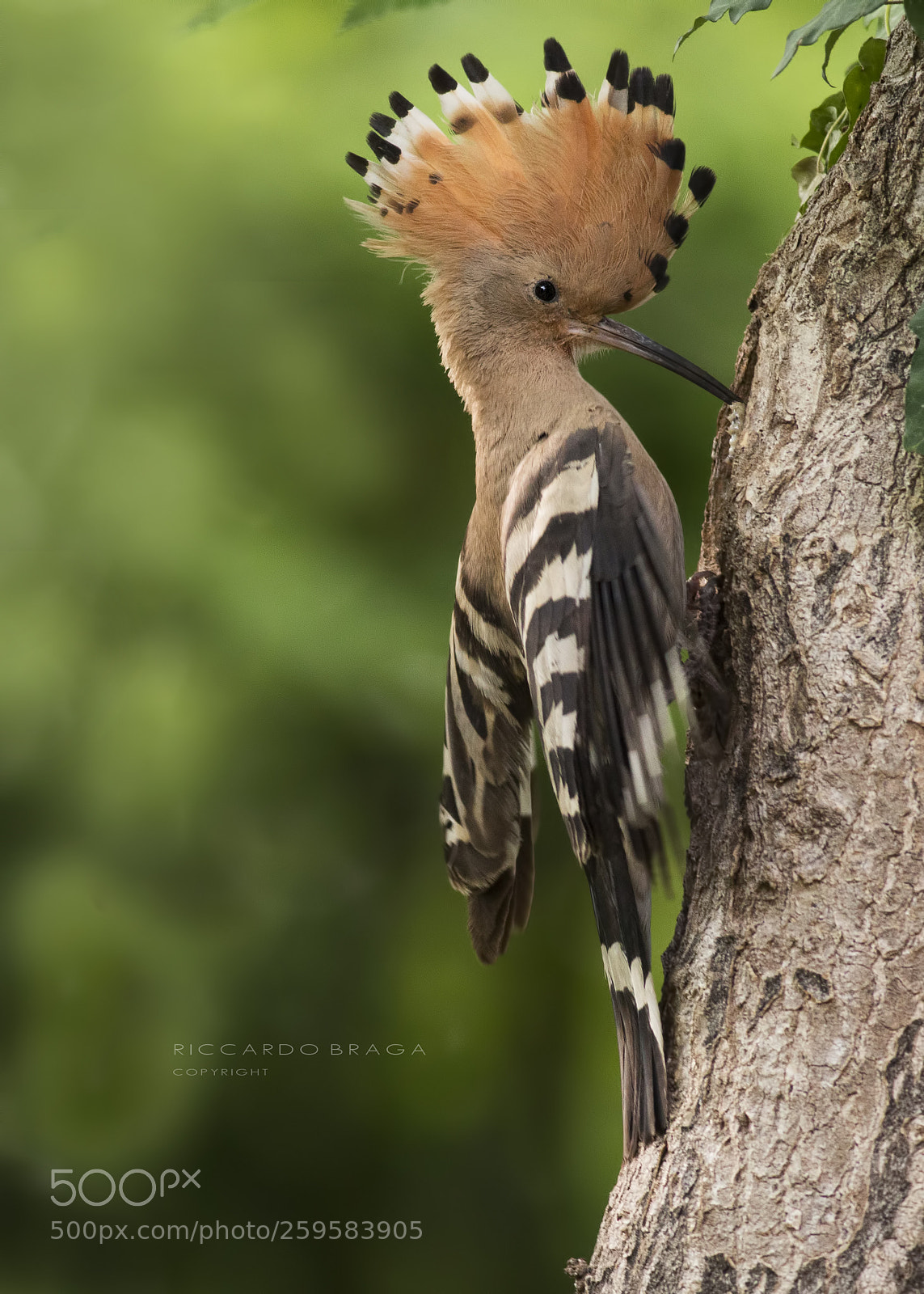 Canon EOS 70D sample photo. Hoopoe photography