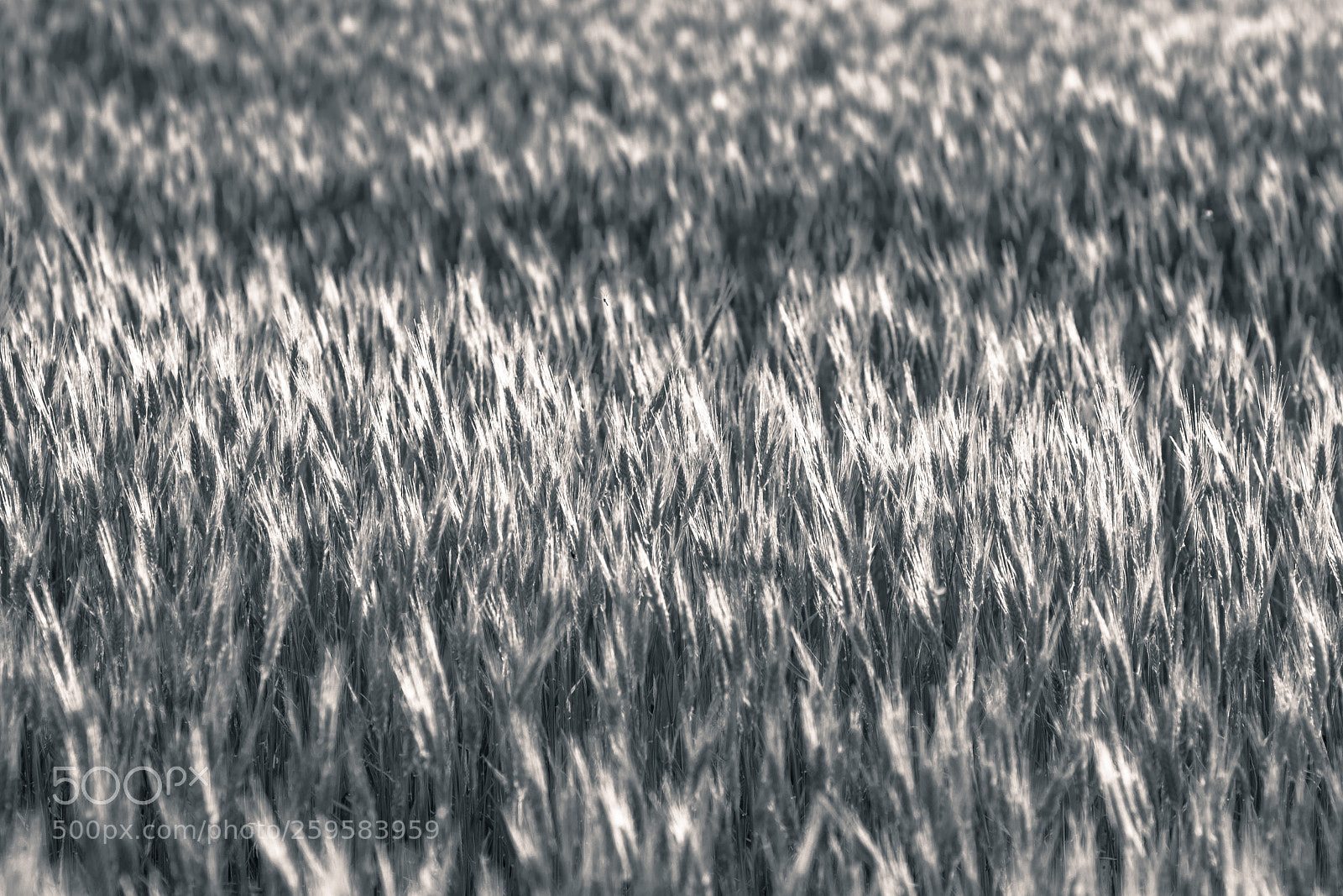 Nikon D810 sample photo. Grain waves photography