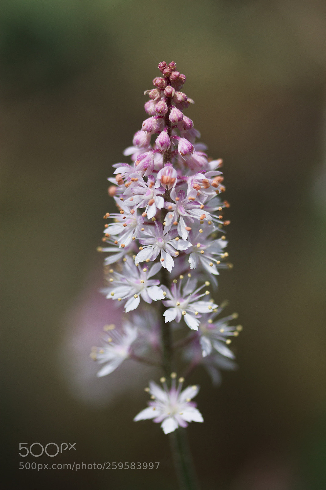 Canon EOS 60D sample photo. Schaumblüten (tiarella) 'cygnet' photography