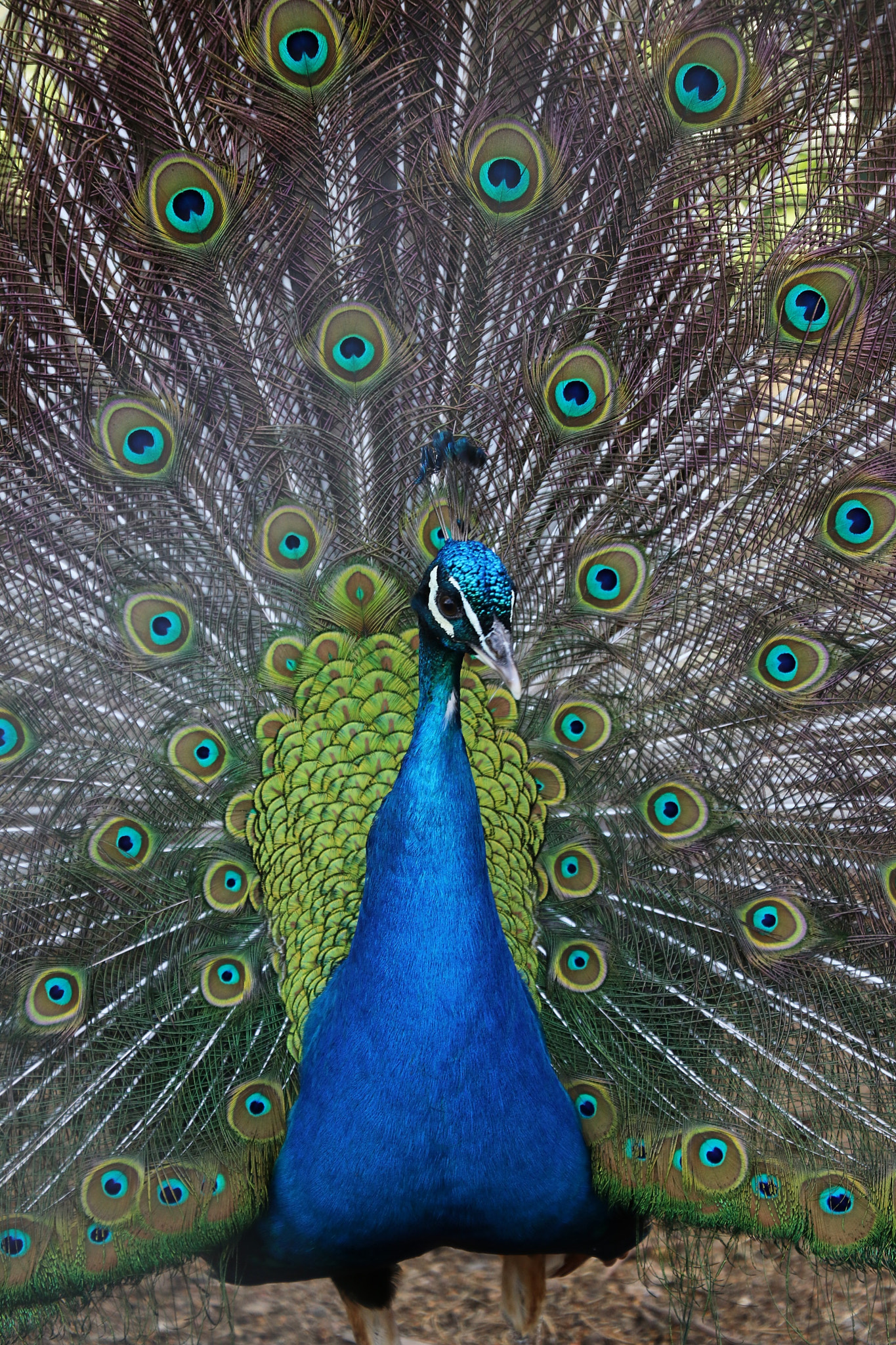 Canon EOS 80D sample photo. Shiny peacock photography
