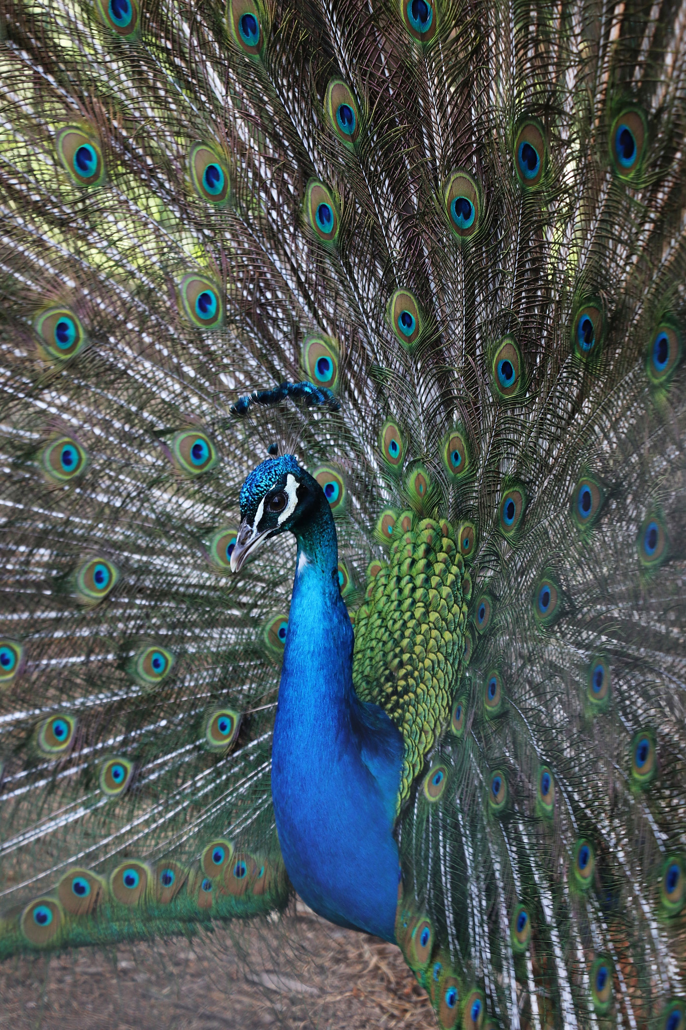 Canon EOS 80D sample photo. Shiny peacock photography