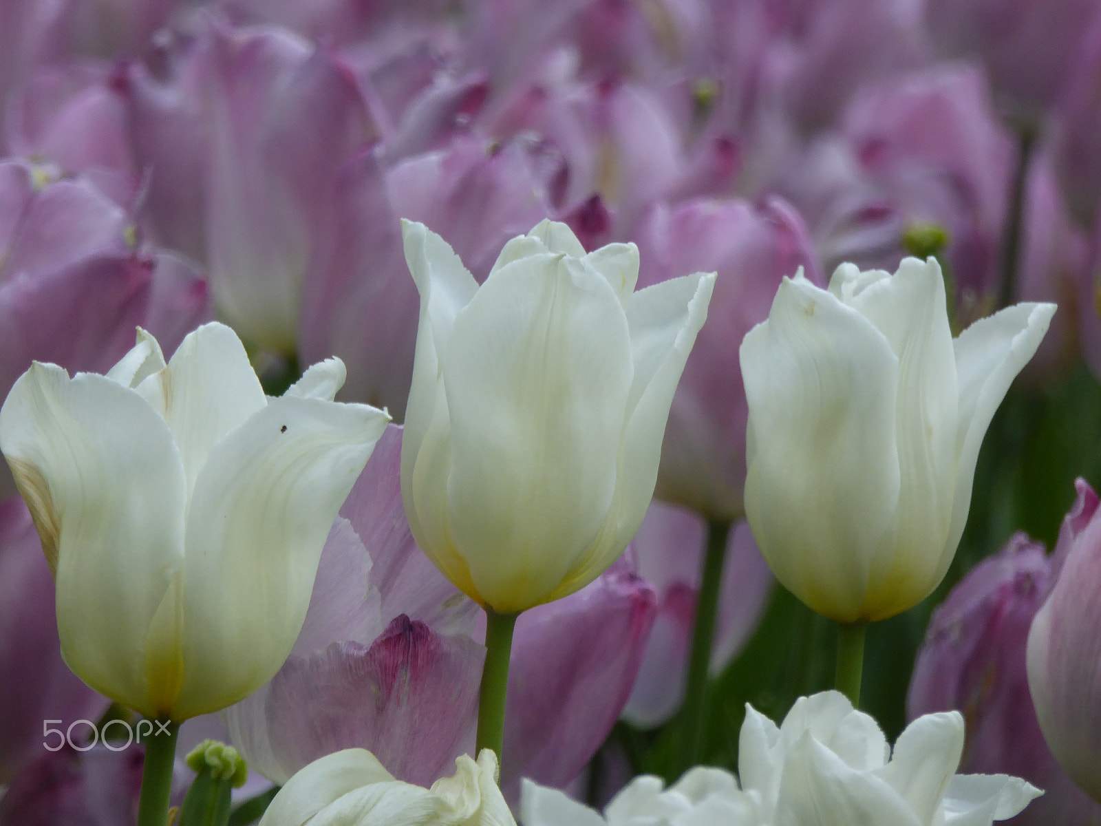 Panasonic Lumix DMC-ZS40 (Lumix DMC-TZ60) sample photo. May. tulips in moscow photography