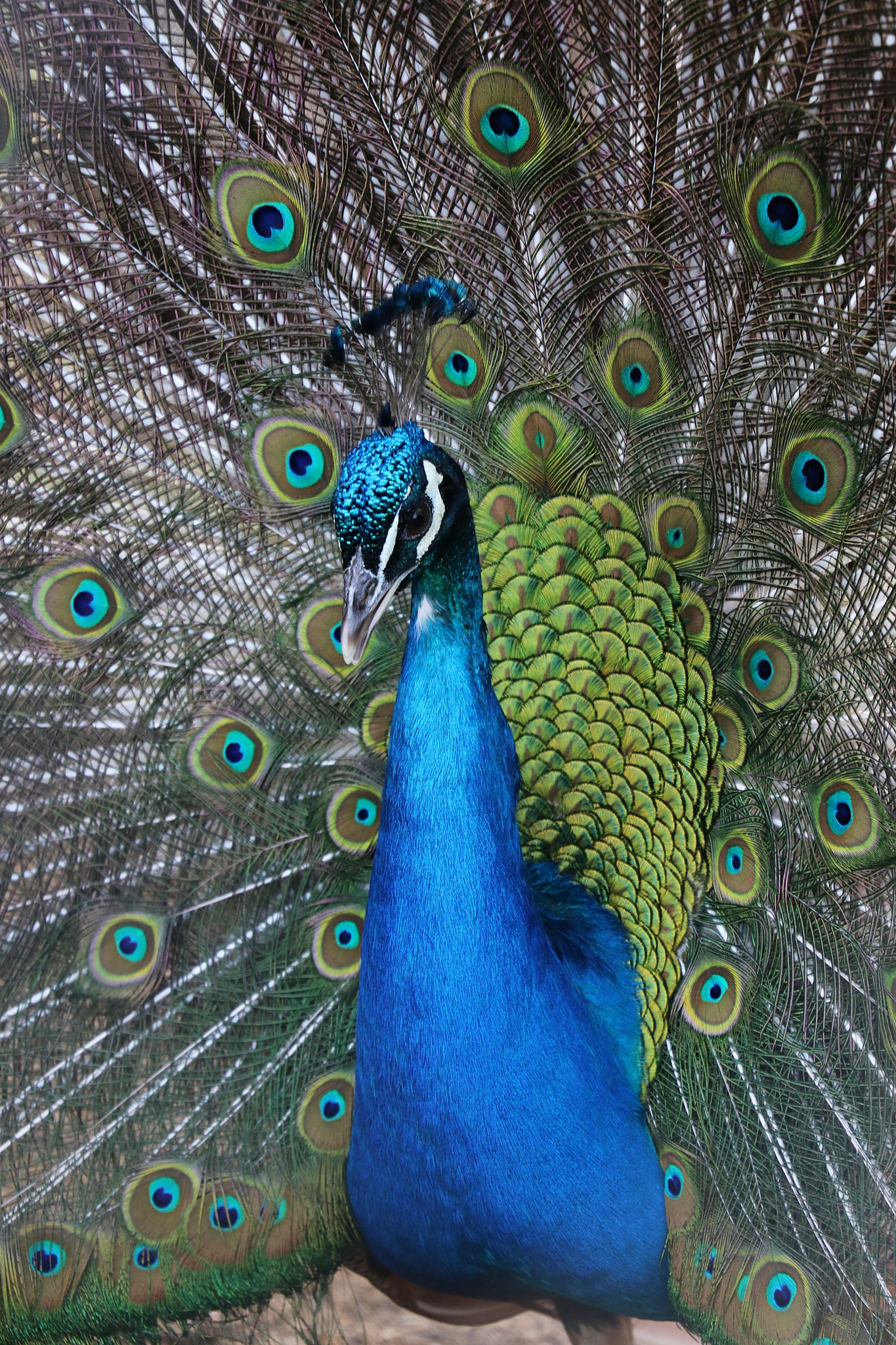 Canon EOS 80D sample photo. Shiny peacock photography