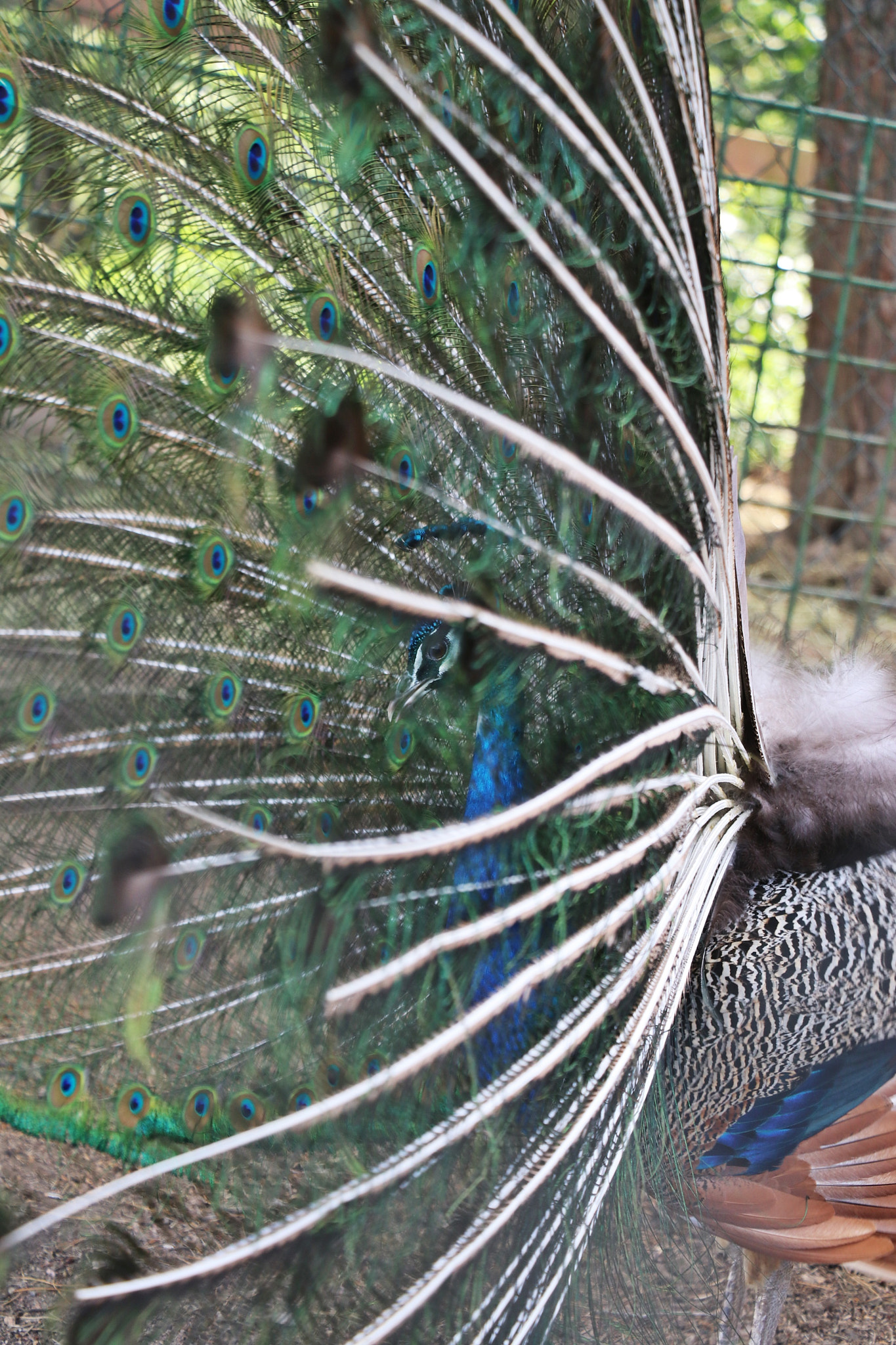 Canon EOS 80D sample photo. Shiny peacock photography