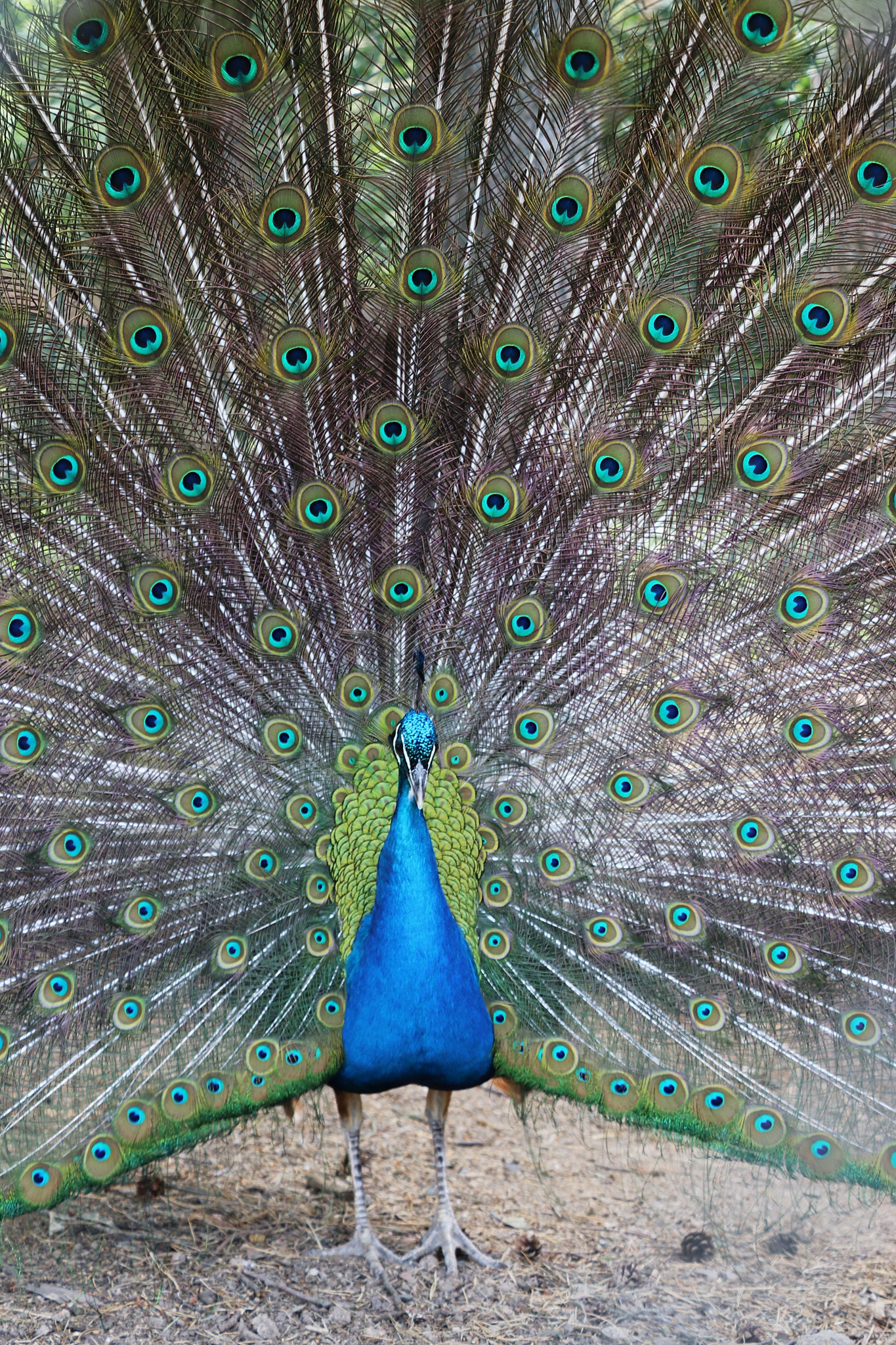 Canon EOS 80D sample photo. Shiny peacock photography